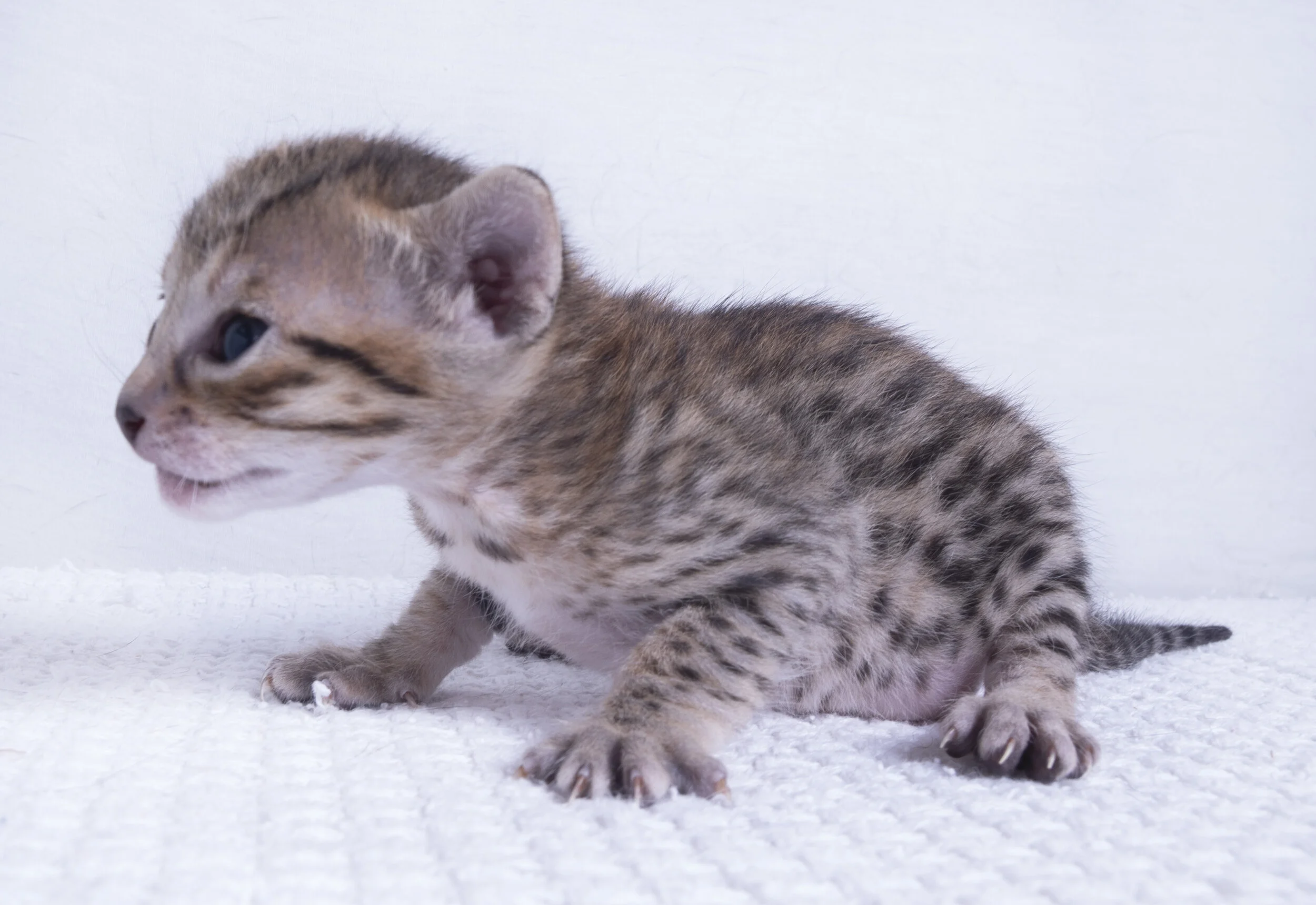 a1 a1savannahs savannah savannahs cat kitten pet spots stripes cute f6 serval biden trump 2020