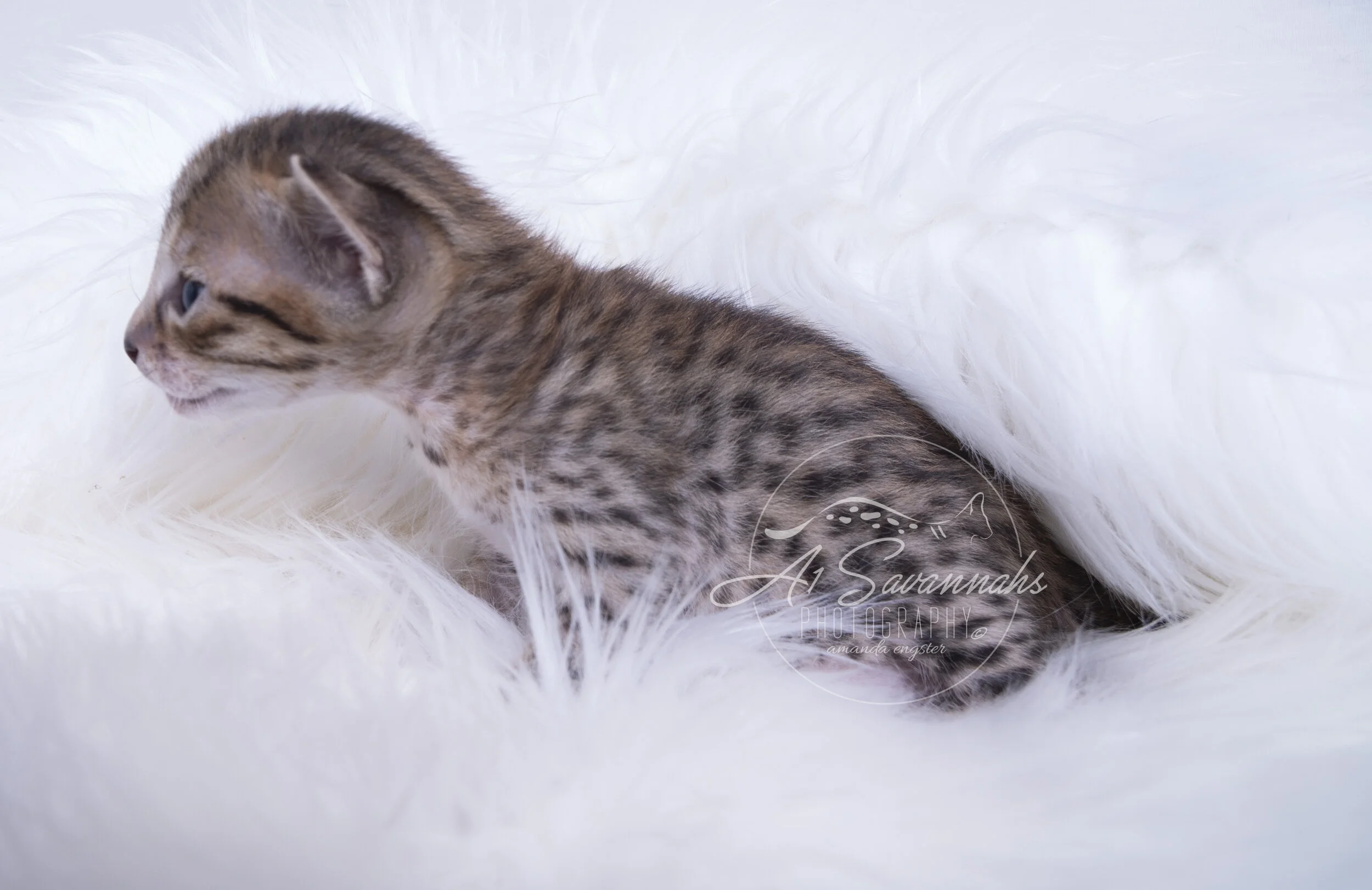 a1 a1savannahs savannah savannahs cat kitten pet spots stripes cute f6 serval biden trump 2020