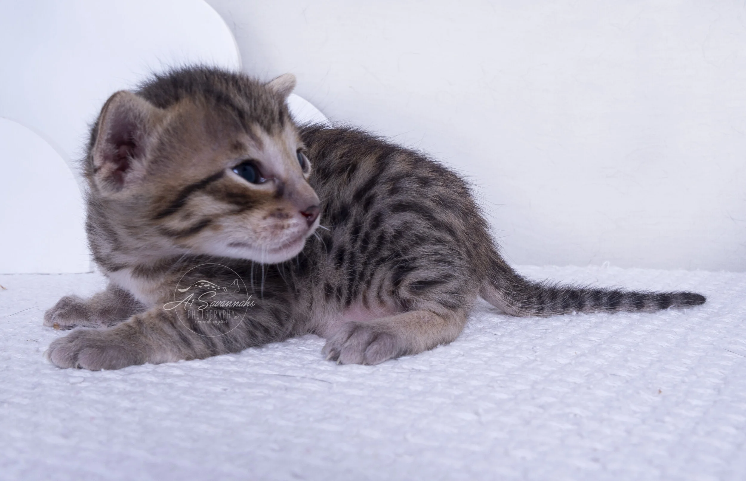 a1savannahs A1 Savannah Savannahs cat kitten pet breeder spots stripes serval trump biden 2020 female