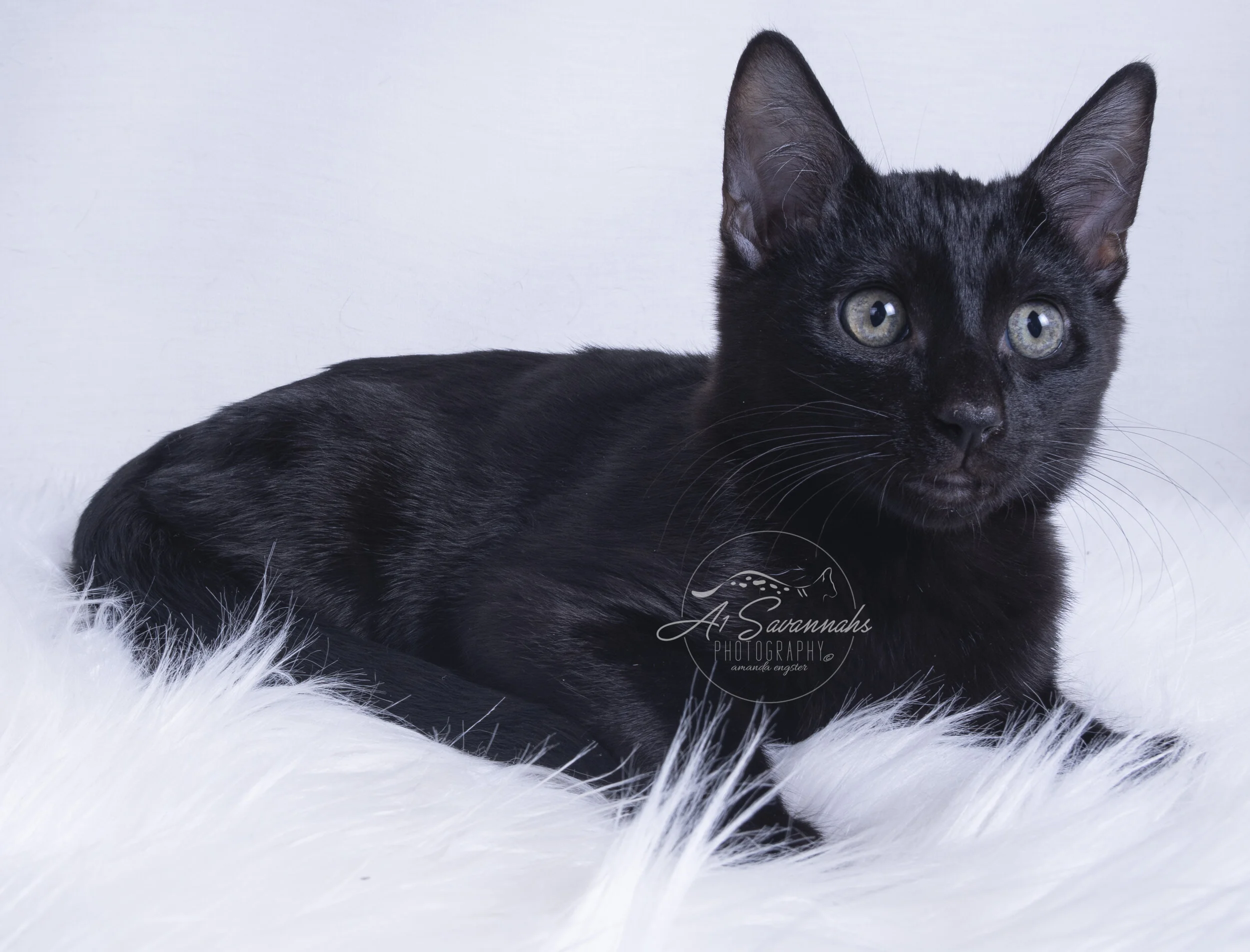 black cat savannah f5 a1 a1savannahs kitten pet breeder playful cute cuddles