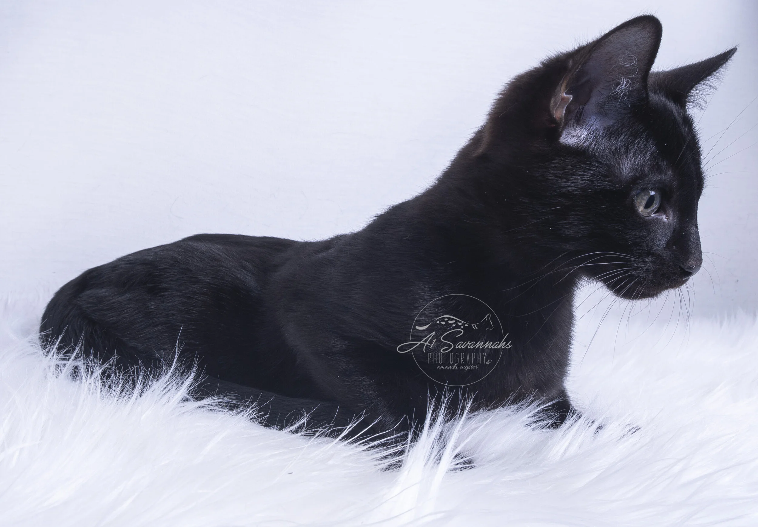 black cat savannah f5 a1 a1savannahs kitten pet breeder playful cute cuddles