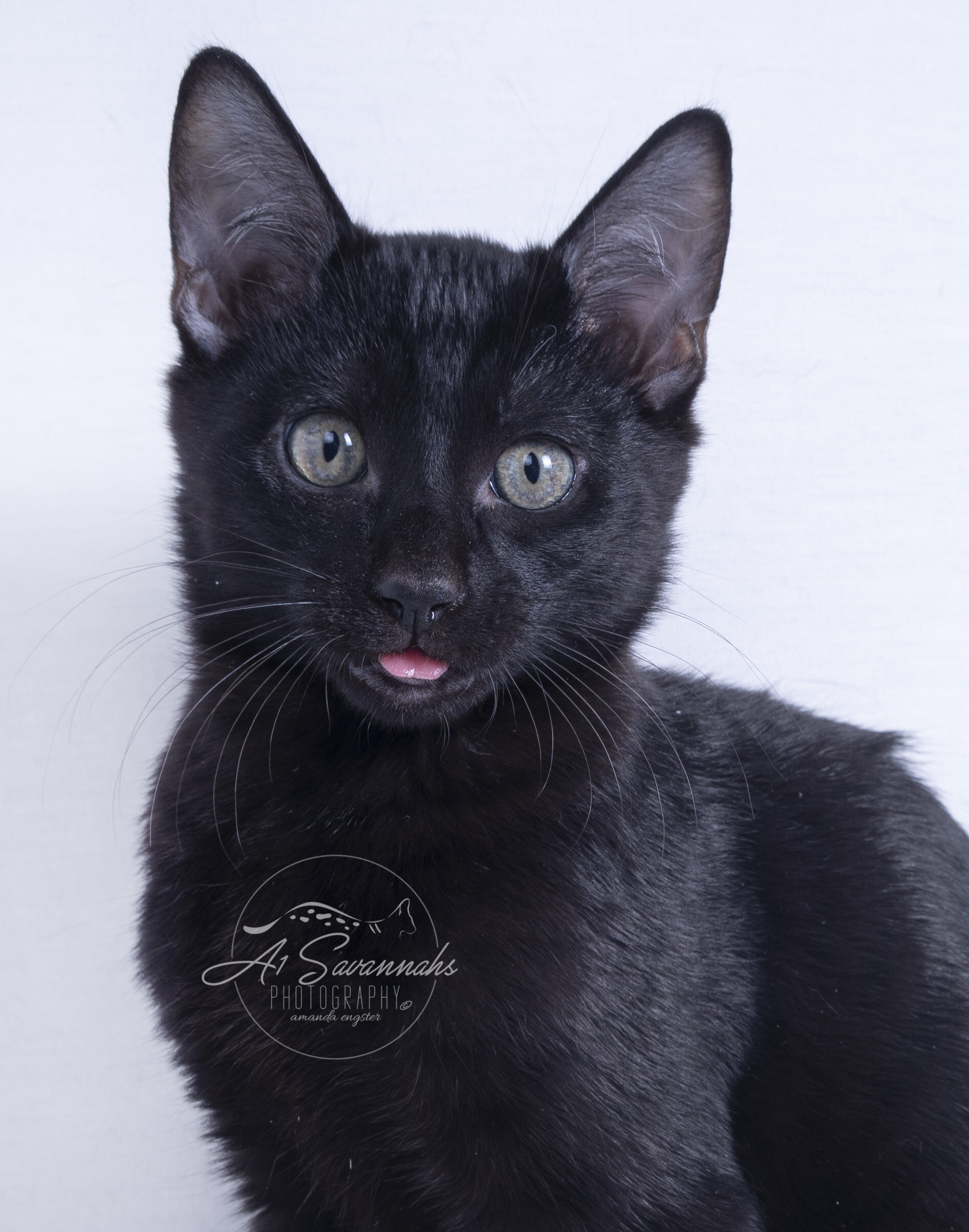 black cat savannah f5 a1 a1savannahs kitten pet breeder playful cute cuddles