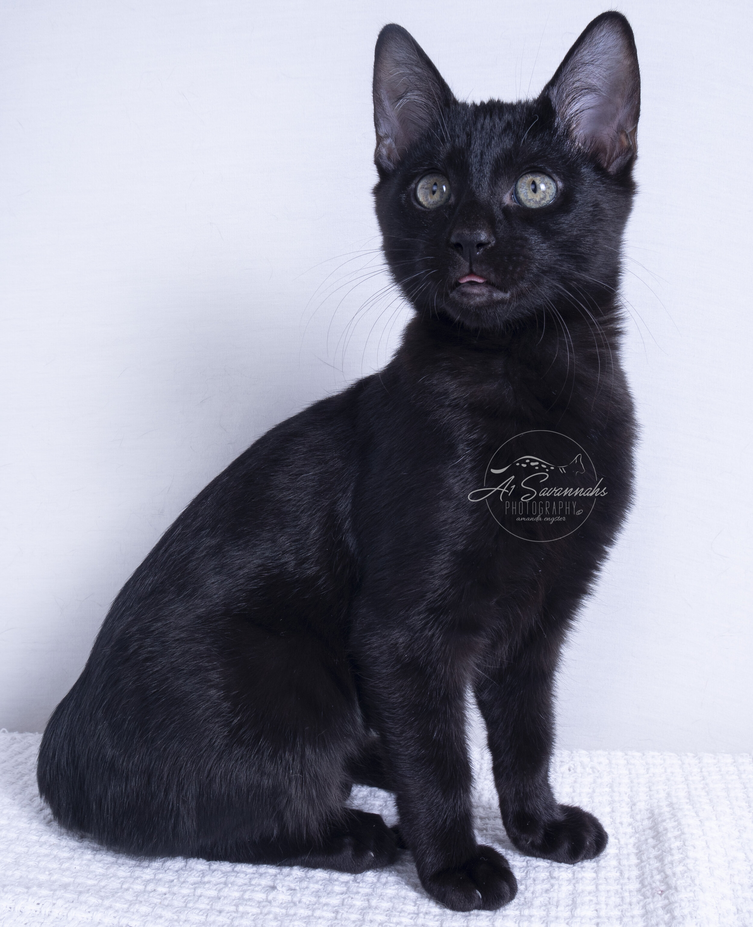 black cat savannah f5 a1 a1savannahs kitten pet breeder playful cute cuddles