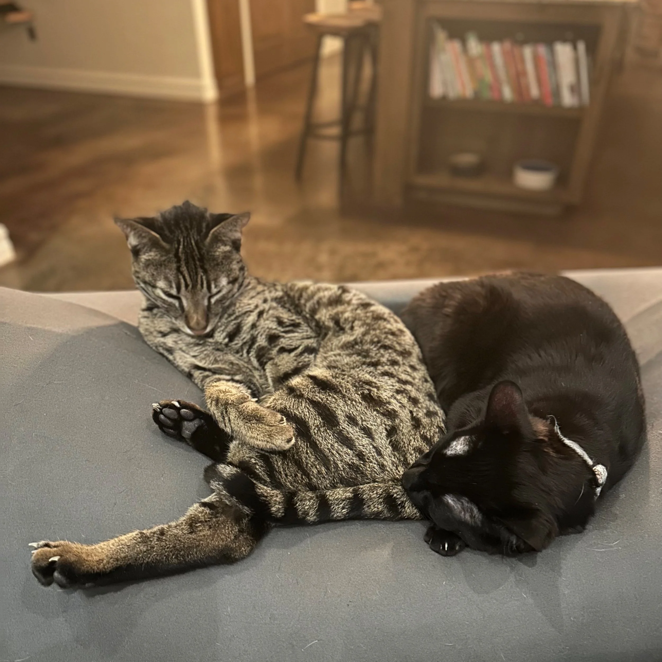 How to Know Your Family is Ready for a Cat