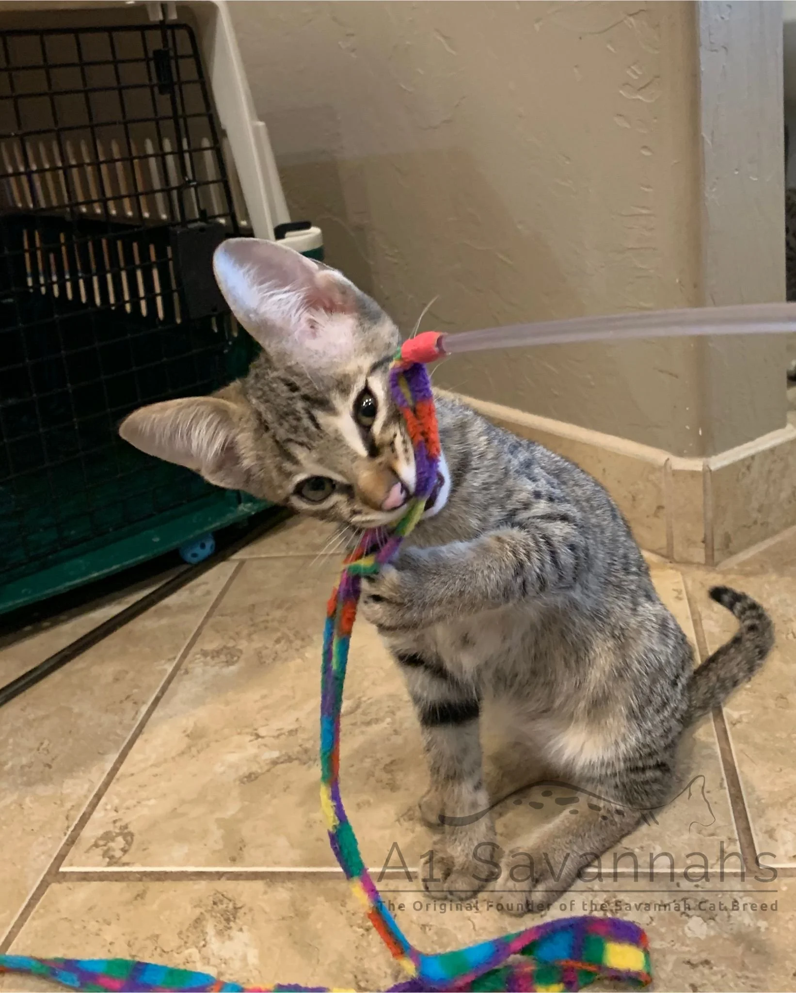 F5 savannah cat playin with cat carrier in background