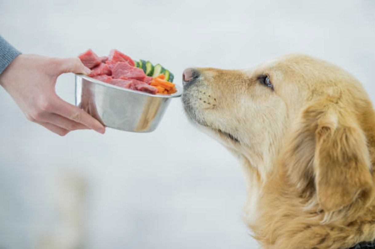 Golden labrador sniffing a bowl of food