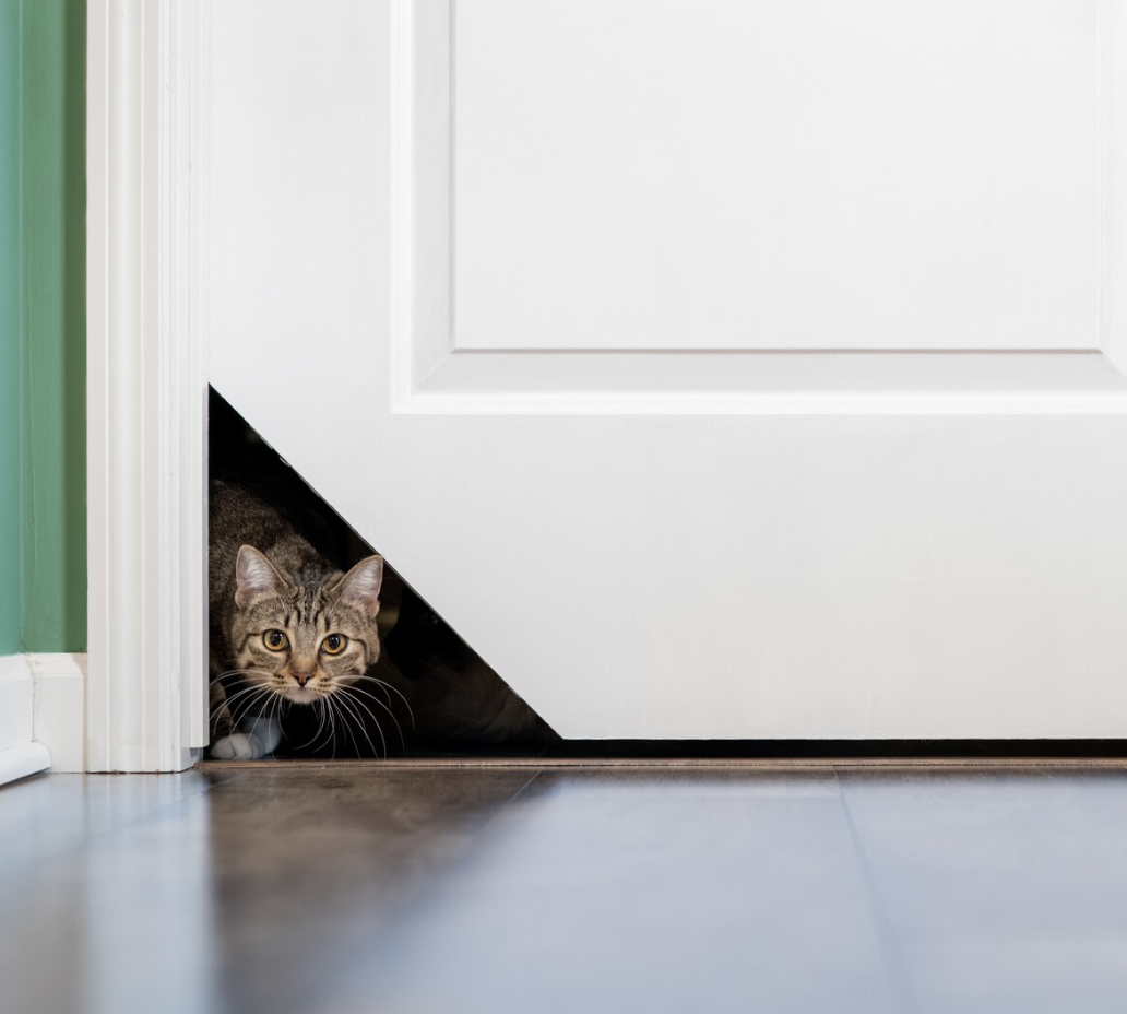 cat coming through the Kitty Korner Cat Door