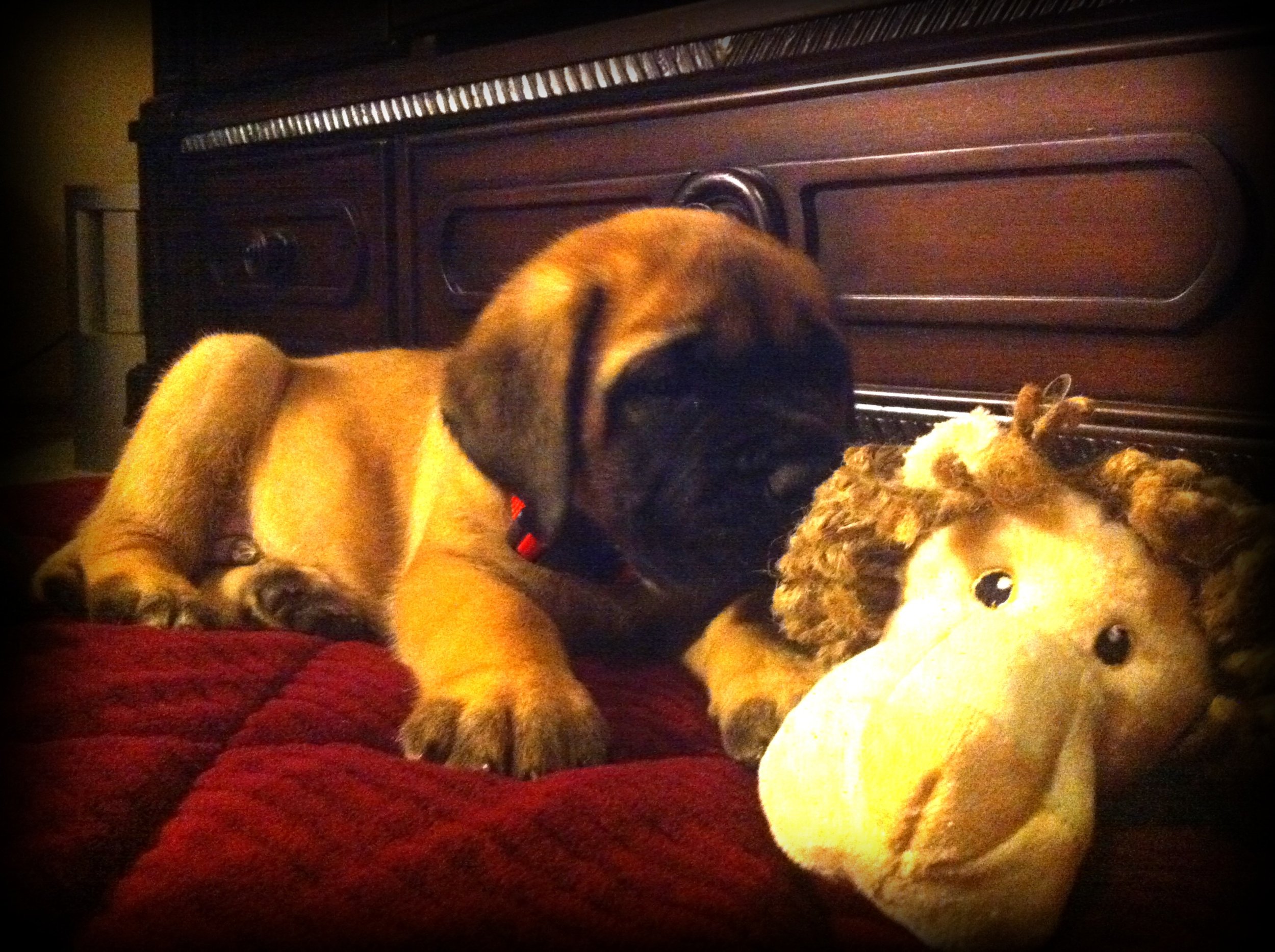 baby English Mastiff laying on plush red dog bed sniffing on a lion chew toy