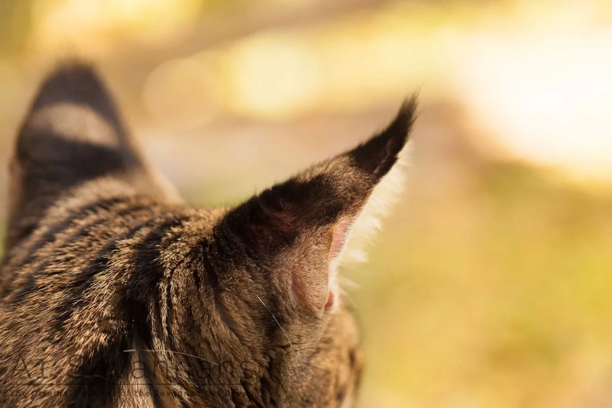 F1 savannah cat picture of her markings on her ears