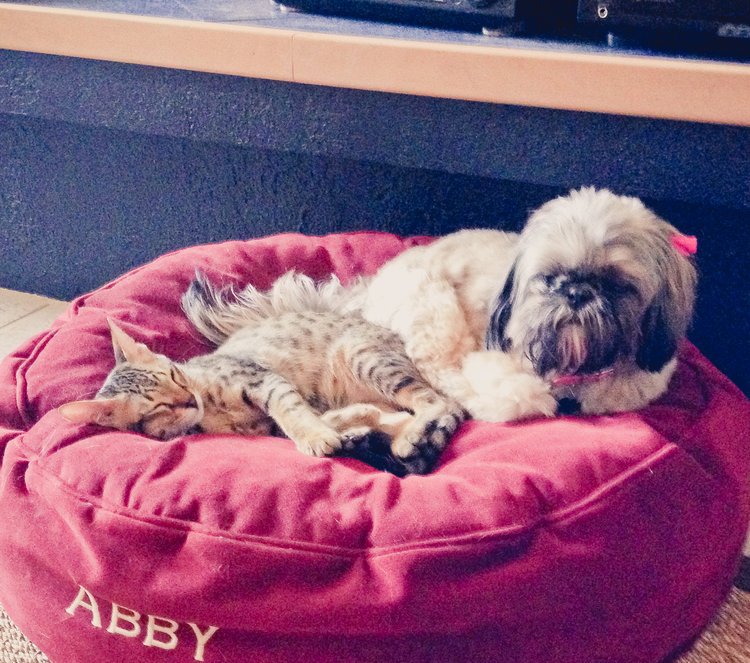 How to Discipline your Cat