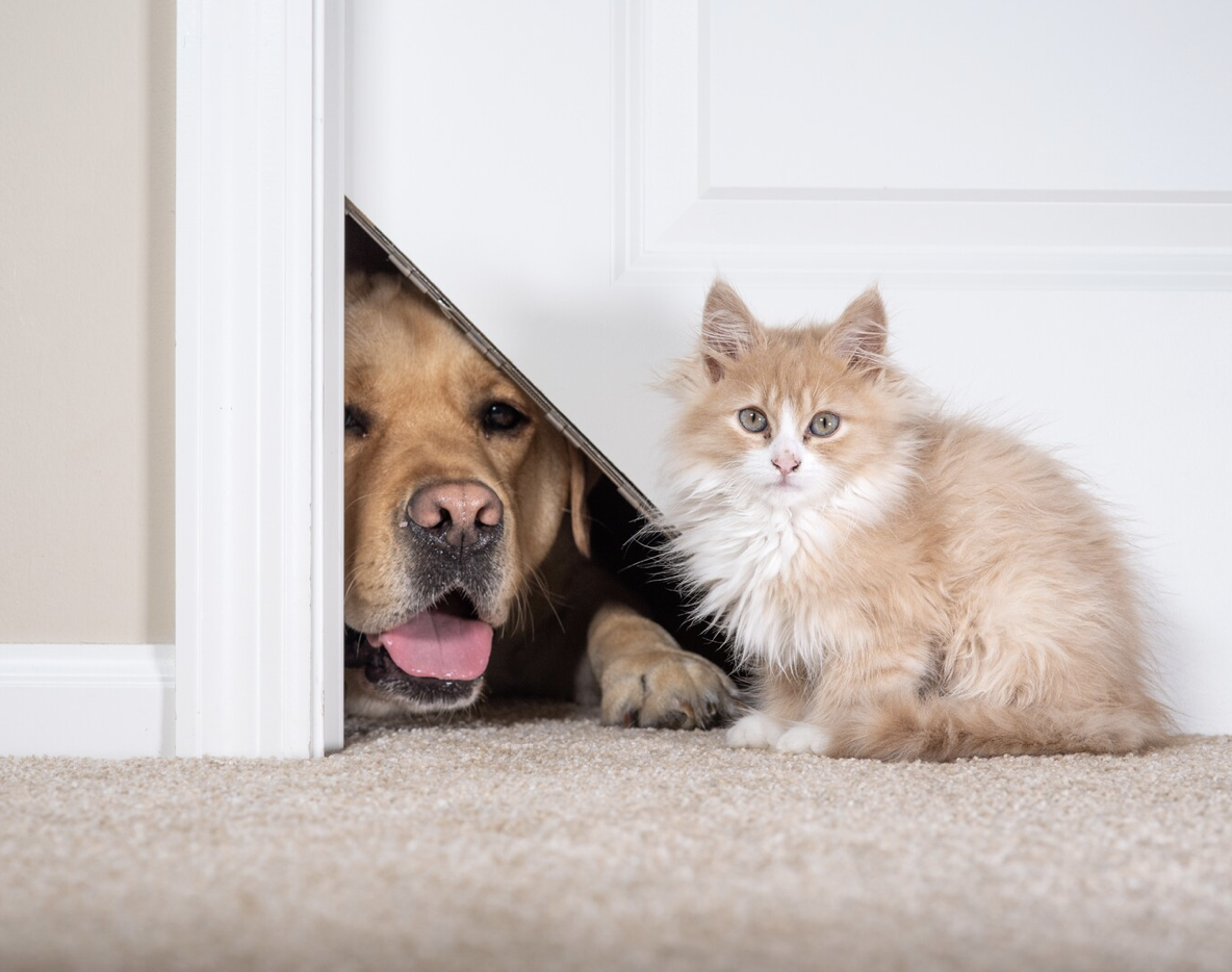 cat on one side of door with dog on other looking though the kitty Korner cat door