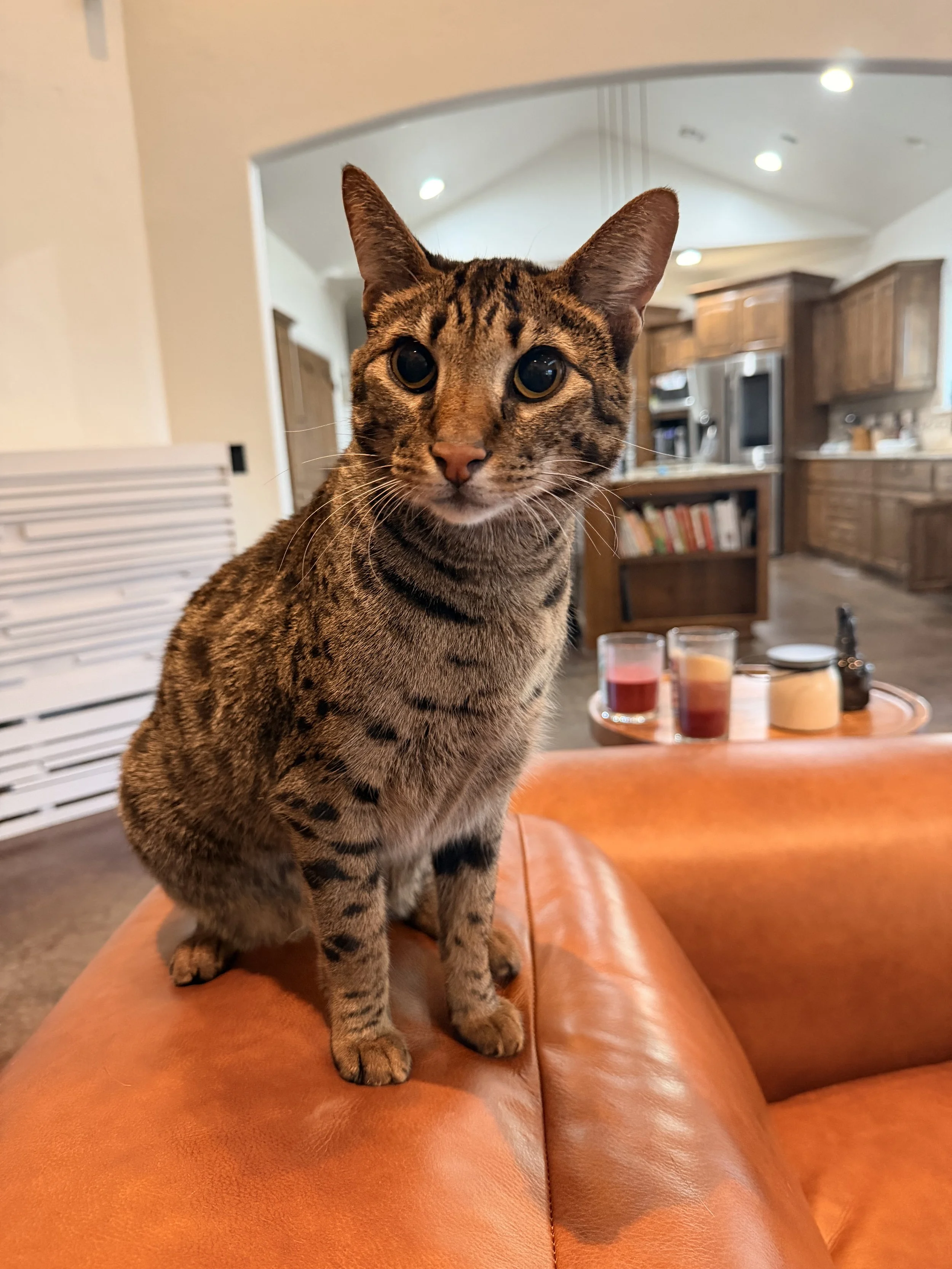F2 savannah sitting on back of sofa
