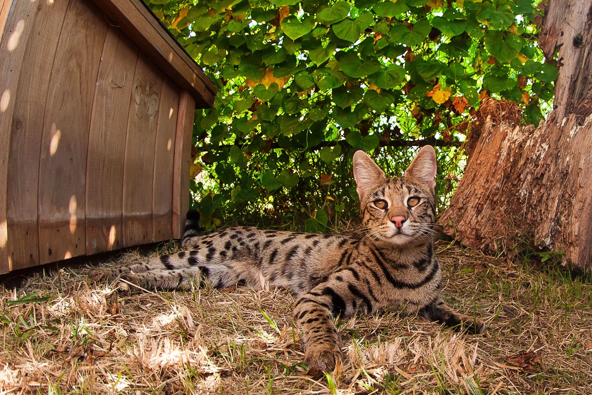 F1 Savannah cat laying in the grass
