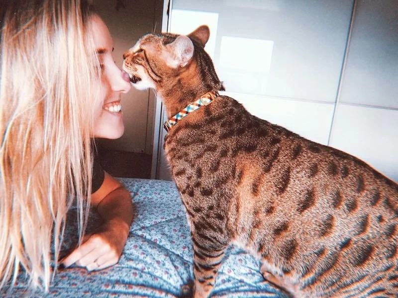 How Owning a Cat Can Improve a Student's Mental Health