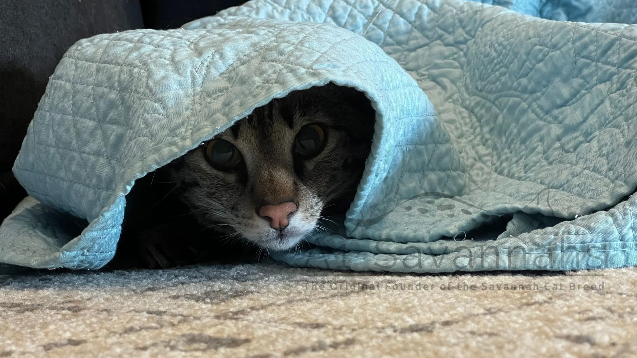 F2 Savannah cat hidding under a blue blanket