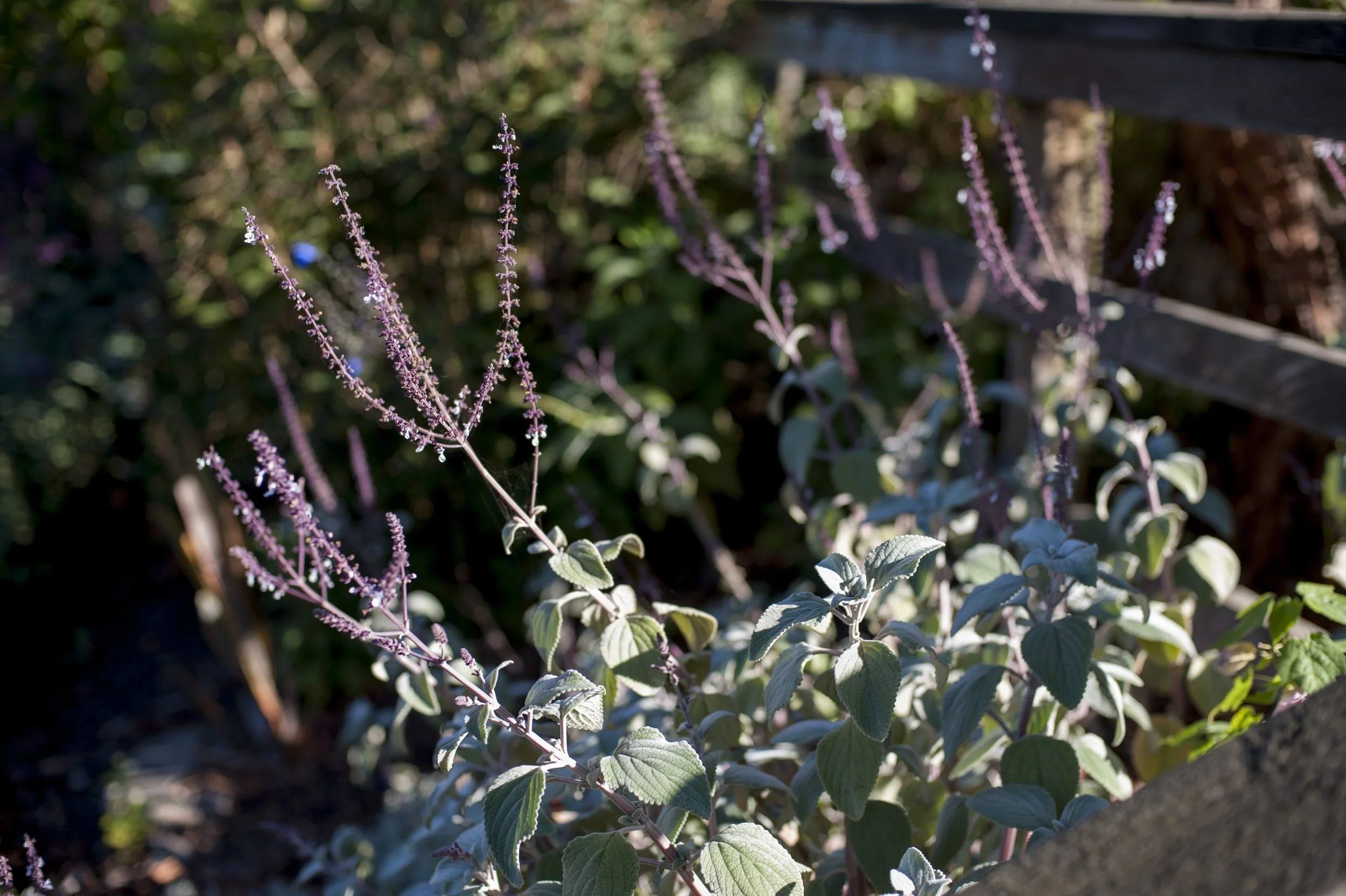 Plectrathus argenteus “Silver Shield.”