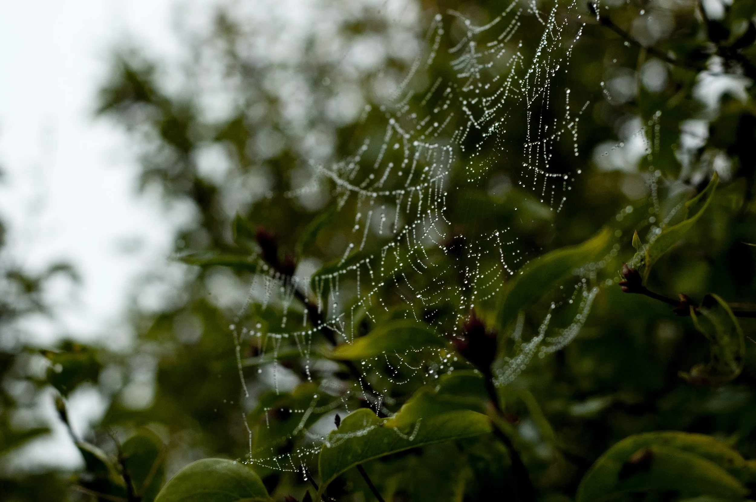 Spider web glistening with water droplets.