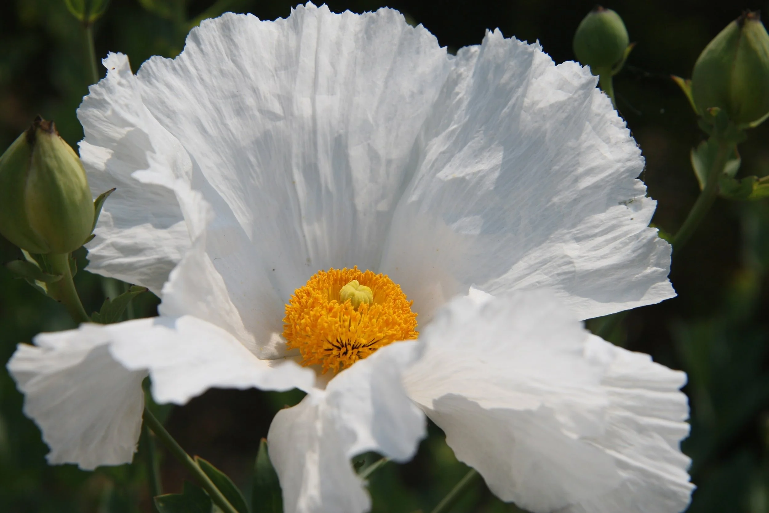 Matilija Poppy ( Romneya coulteri ) - also called "Fried Egg" Poppy.