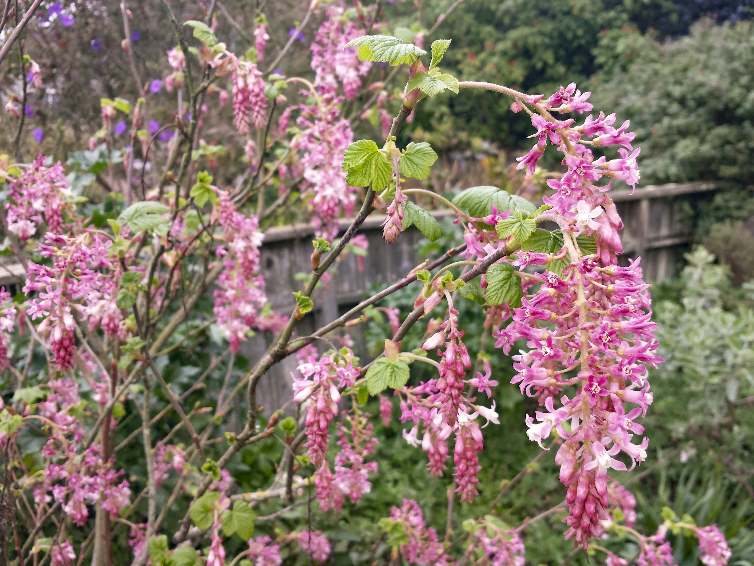Ribes sanguineum at GFE.