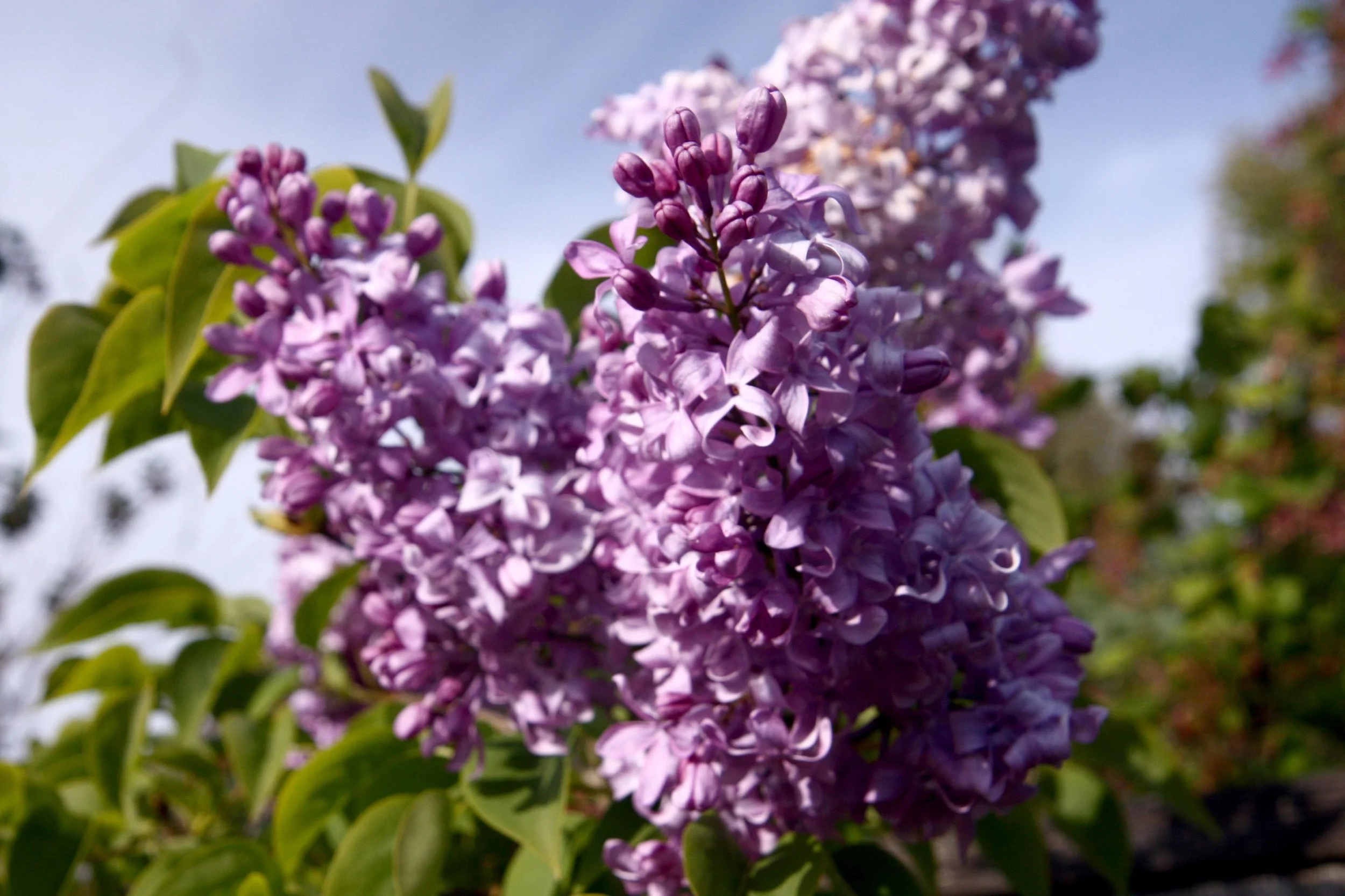 Lilac at GFE.
