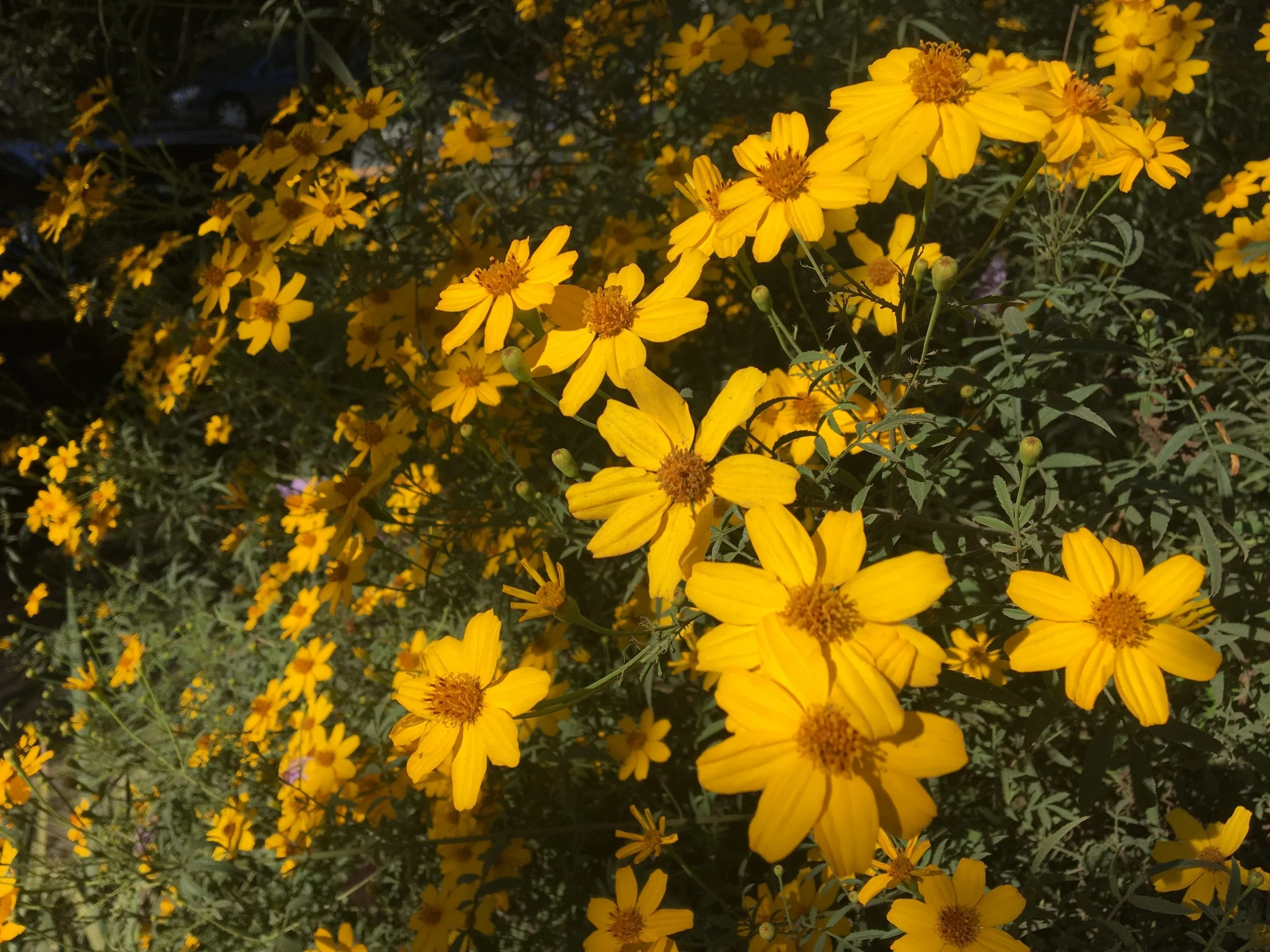 Copper Canyon daisy ( Tagetes lemmonii ) at GFE.