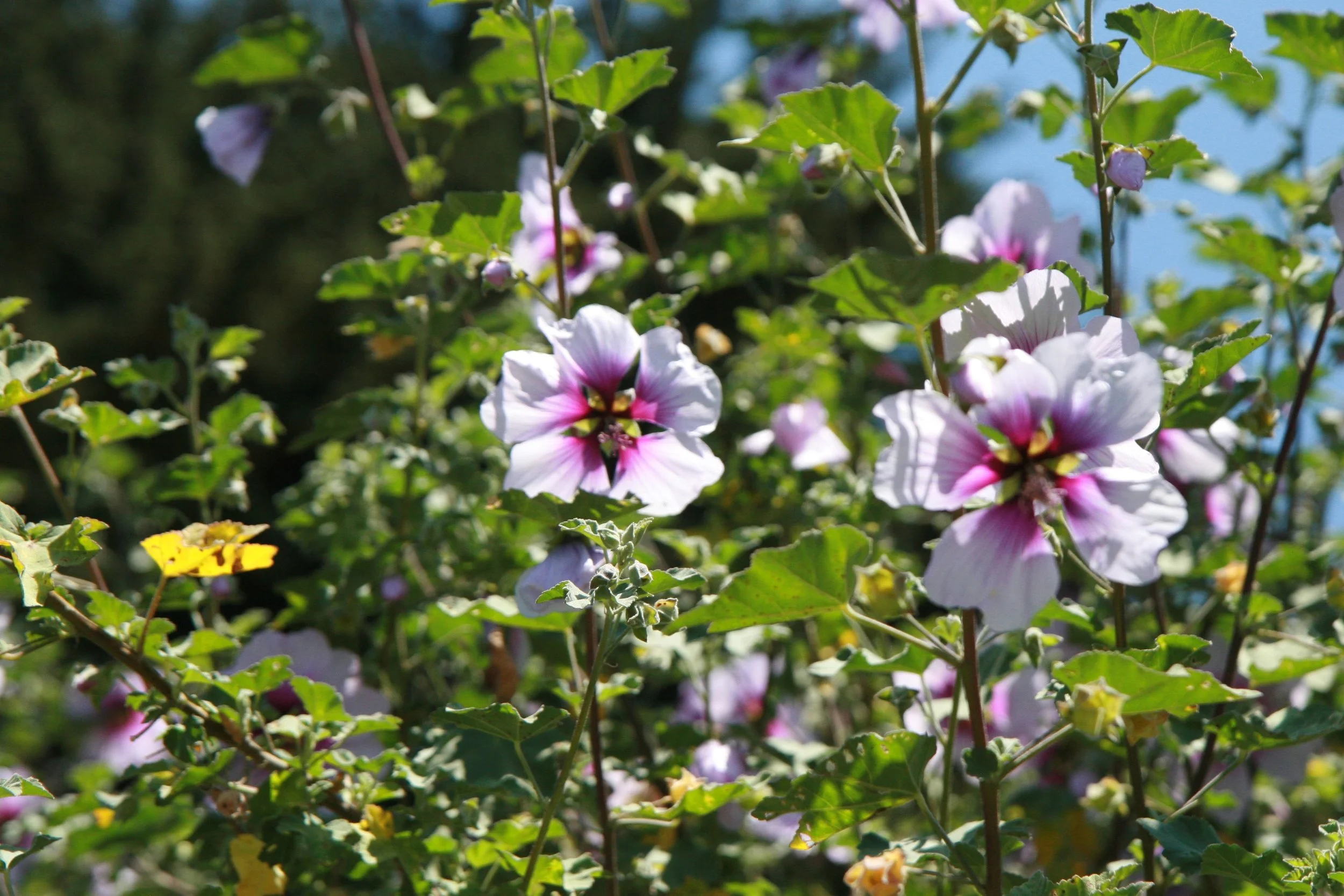 Lavatera maritima at GFE.