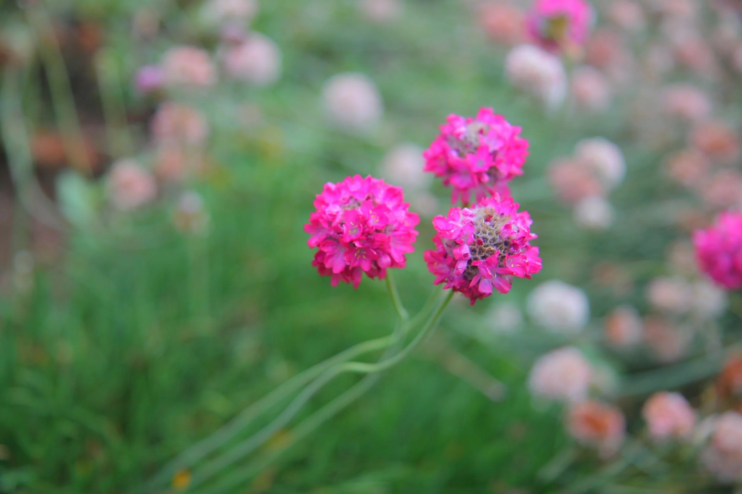 Armeria maritima.