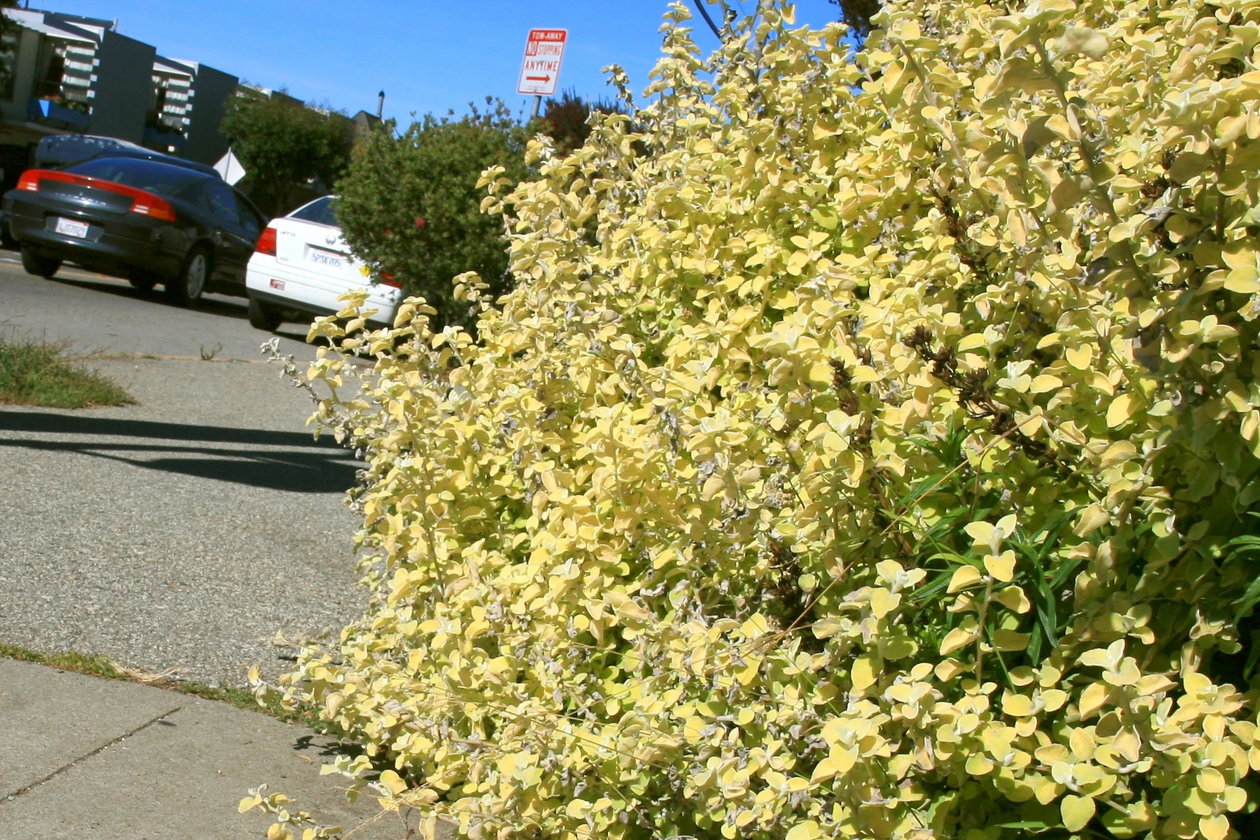 Helichrysum petiolare at GFE.