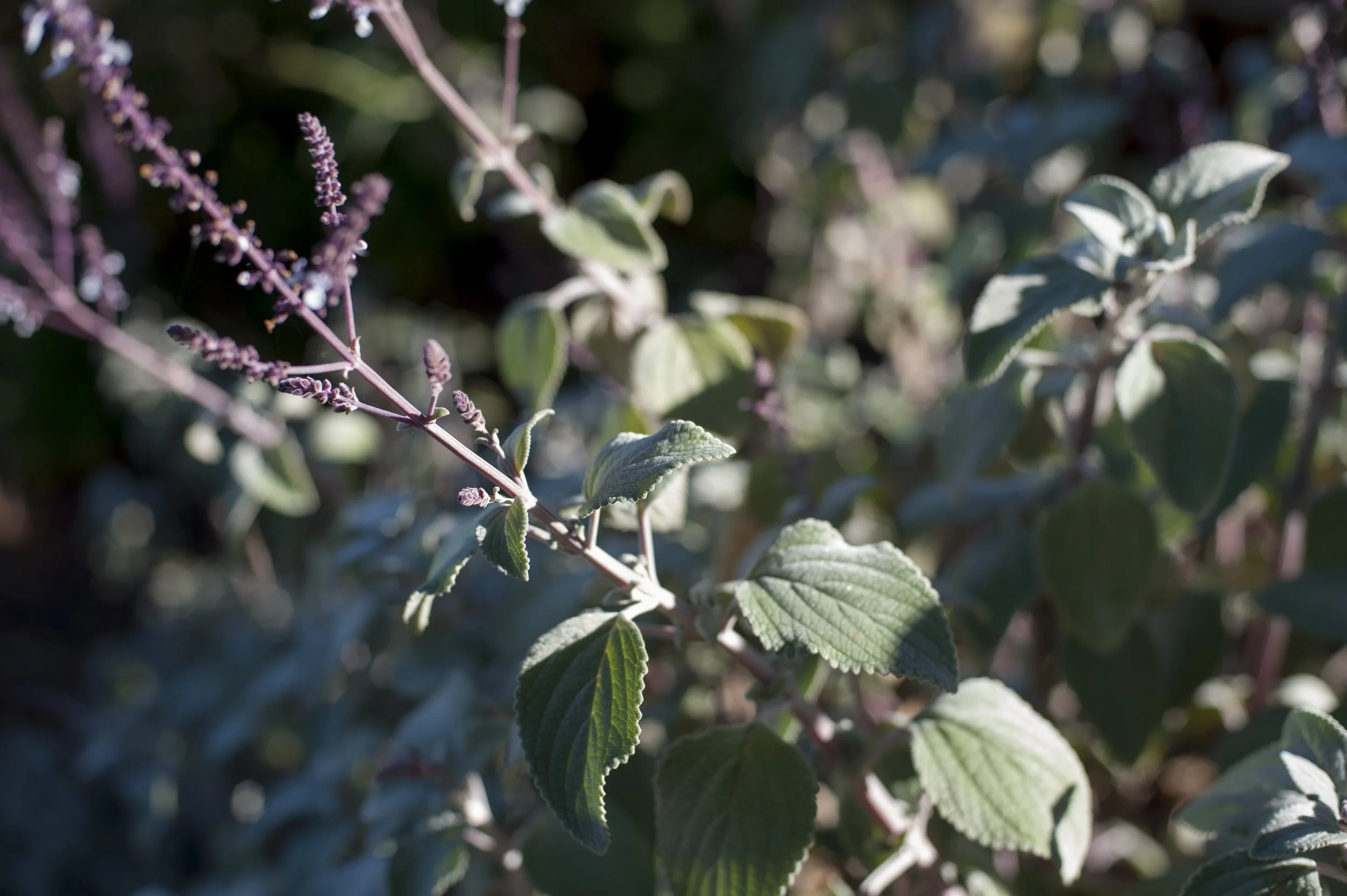Plectranthus argentea ‘Silver Shield.’