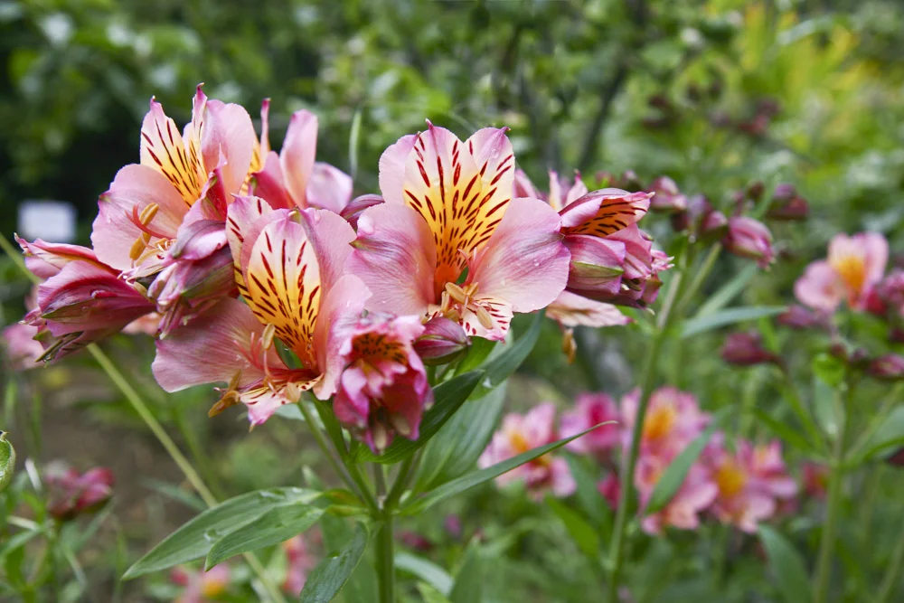 Alstroemeria.
