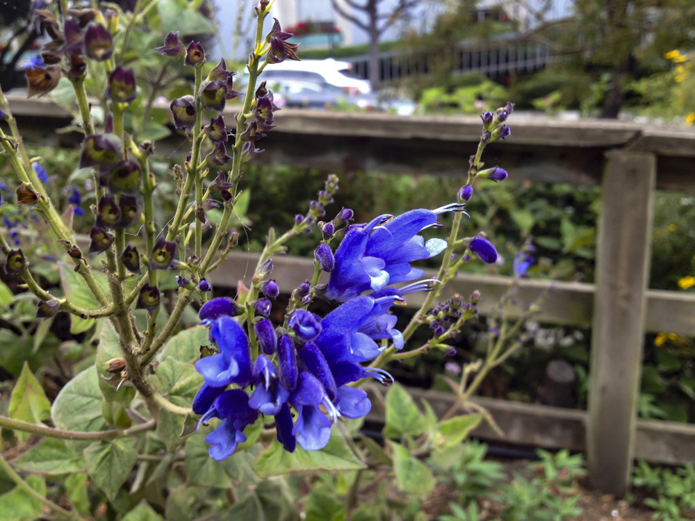 Salvia cacaliifolia.