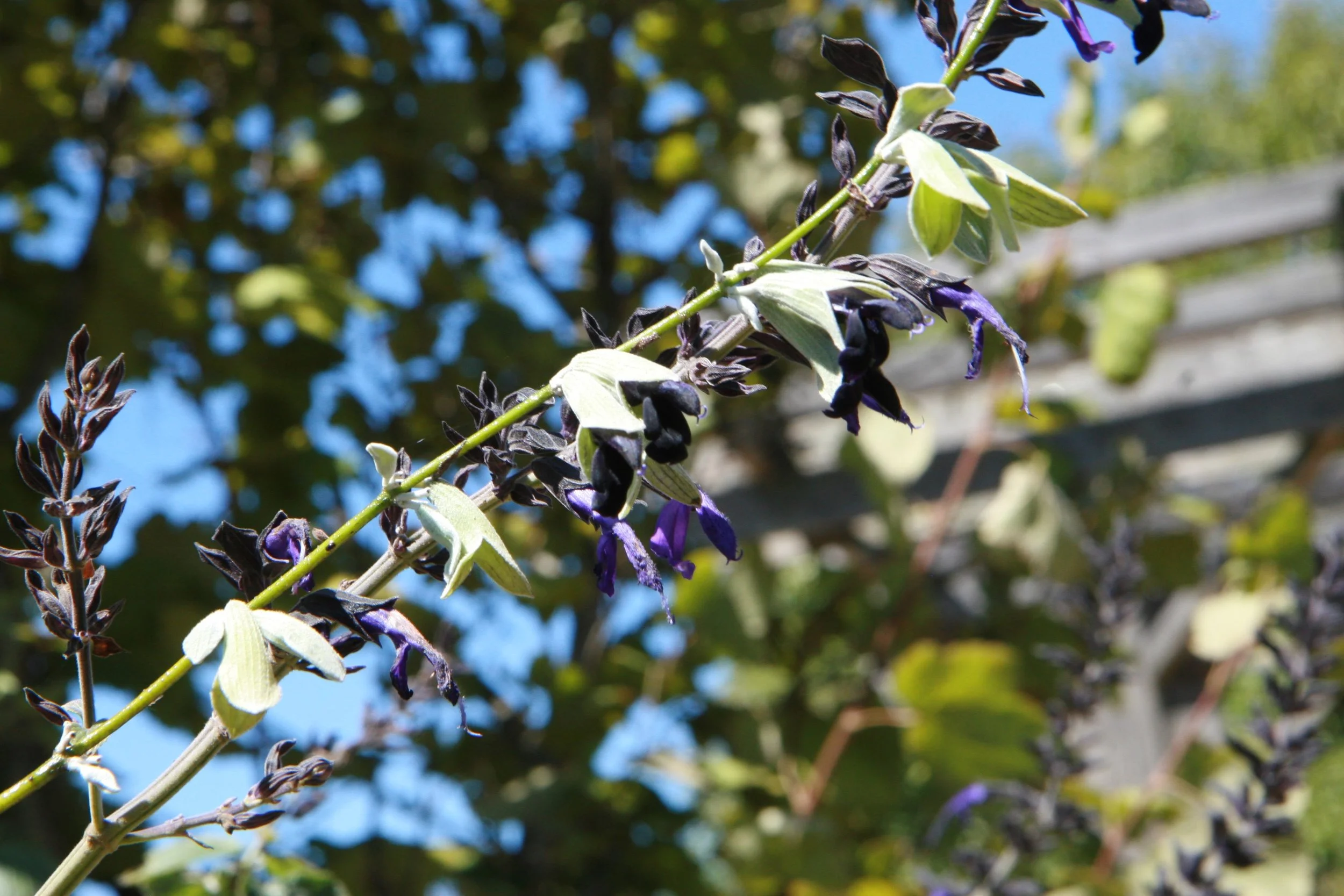 Salvia discolor .