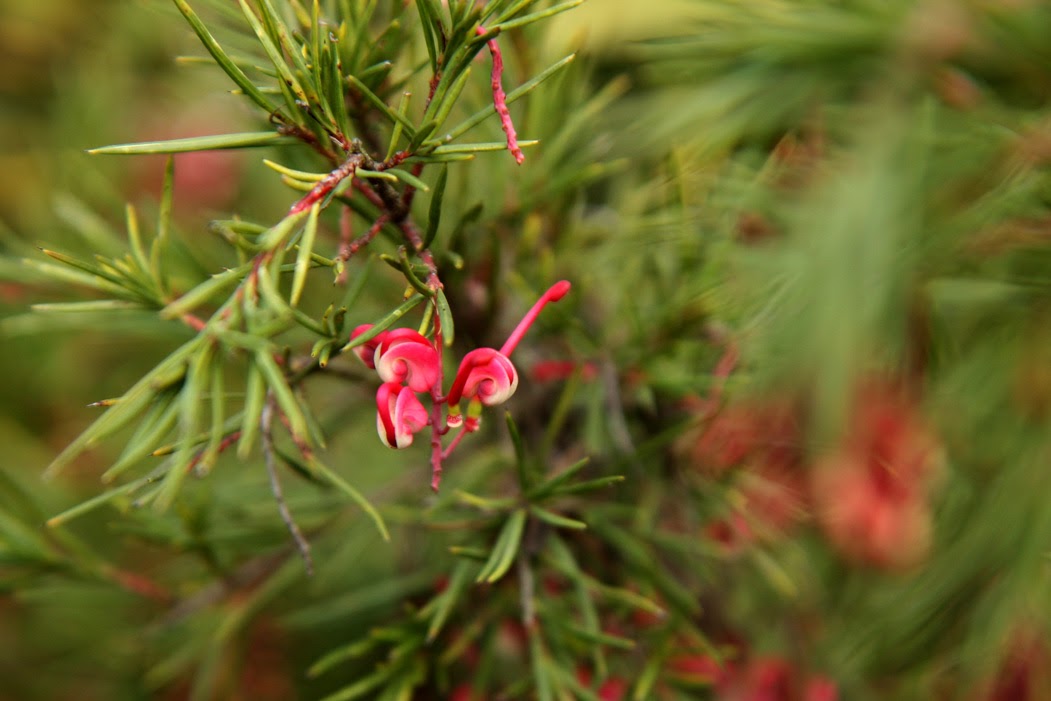 Grevillea rosmarinifolius.