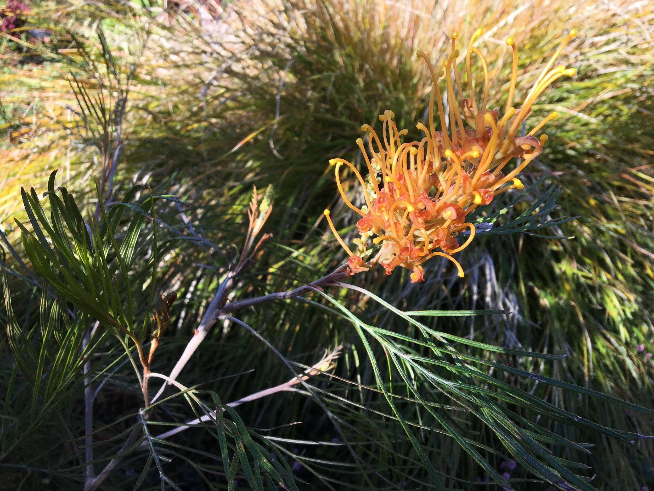 Grevillea ‘Peaches and Cream.’