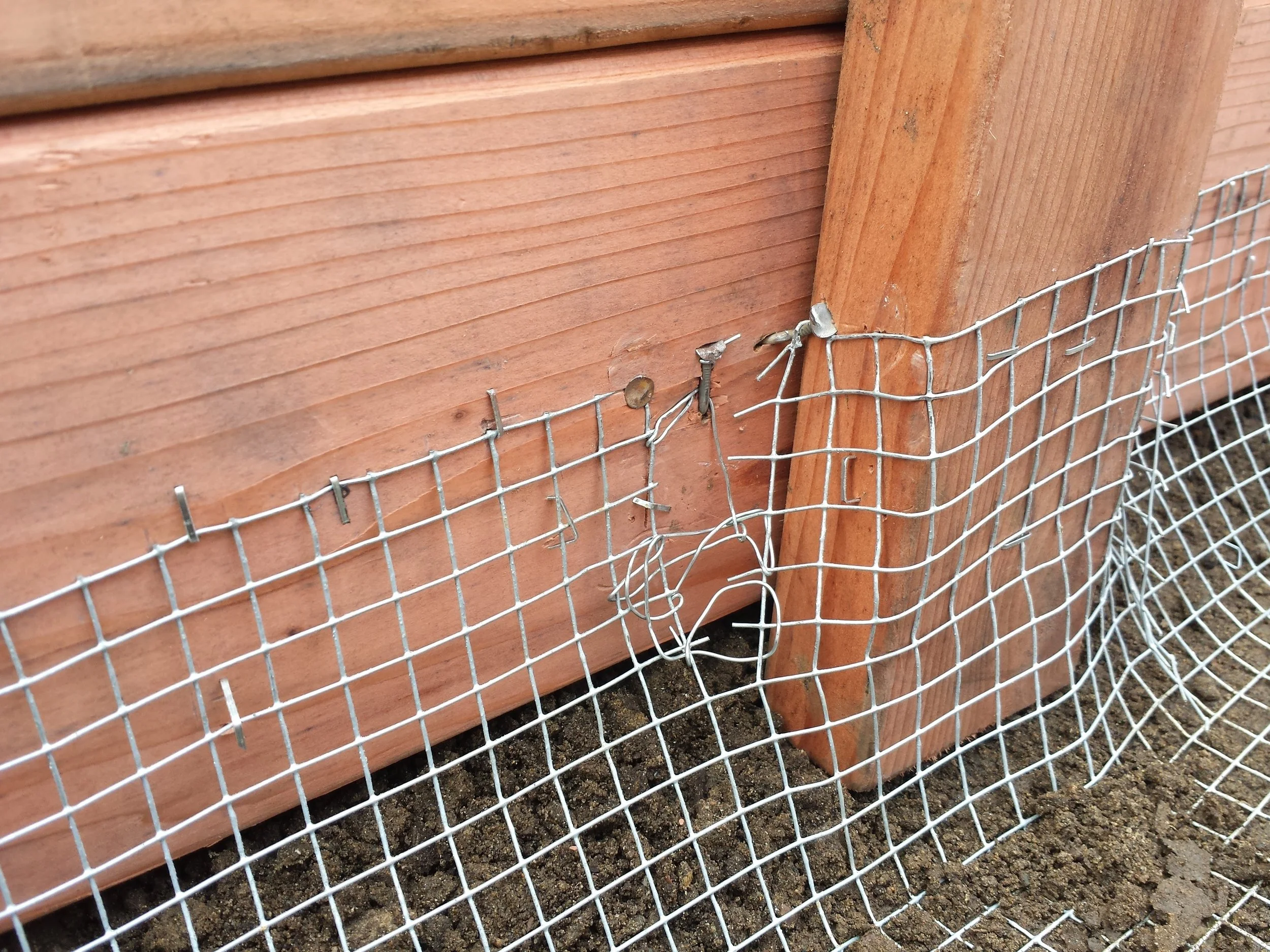 Gopher wire in a new raised bed.