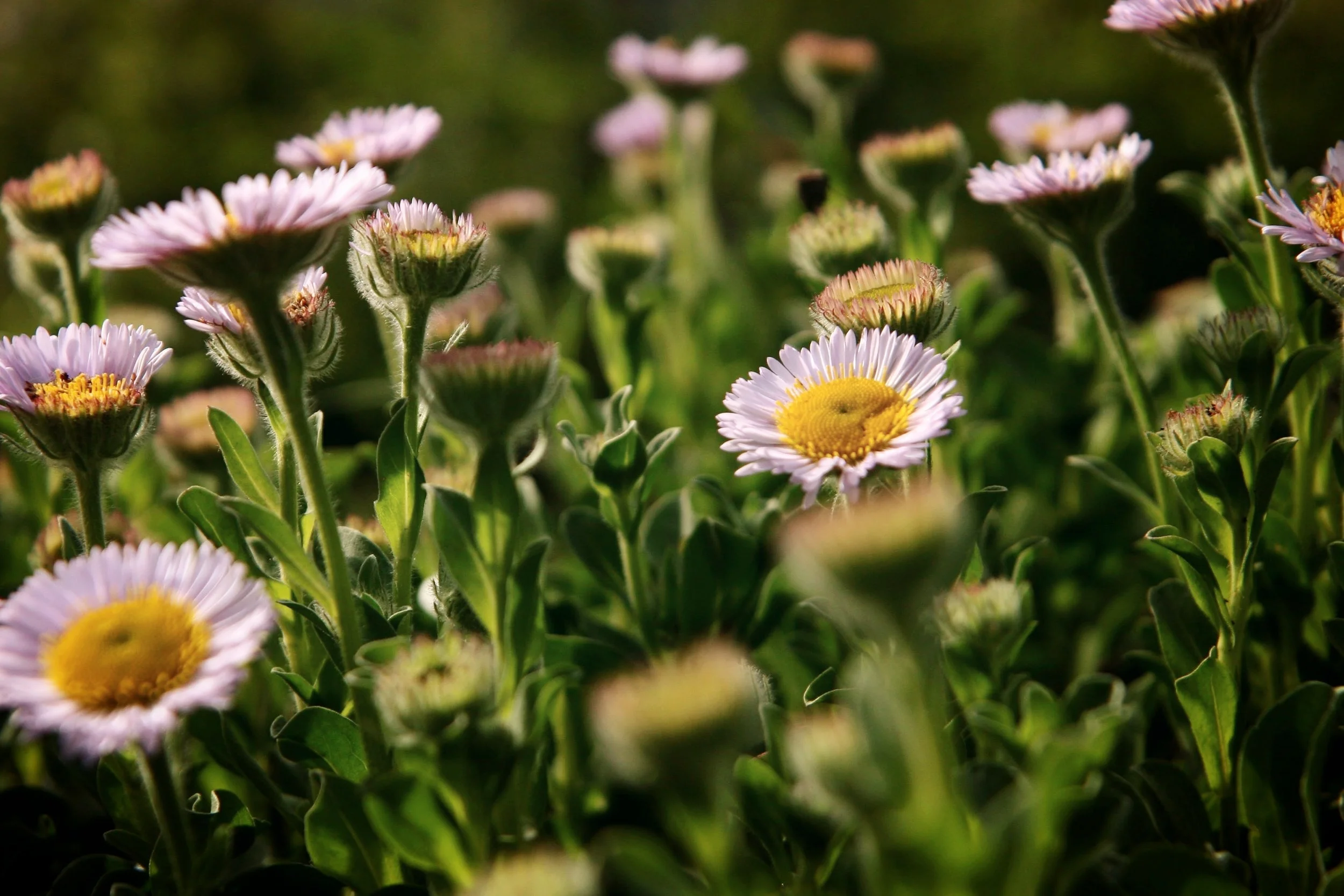 Seaside daisies.