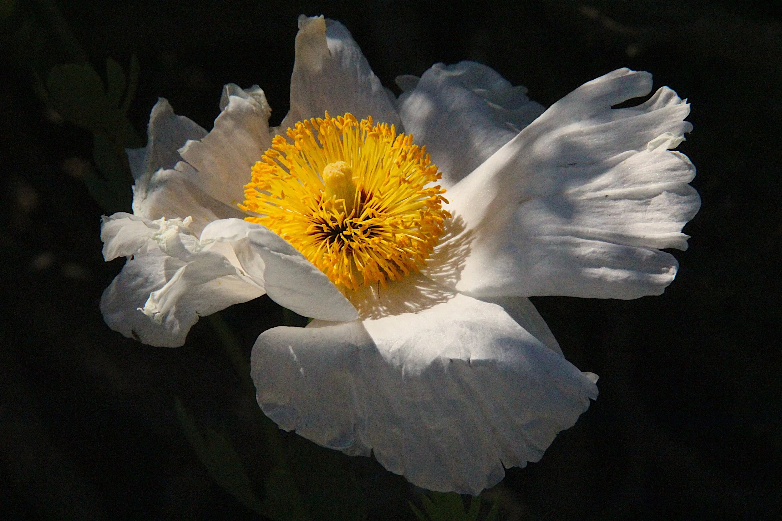 Matilija poppy.