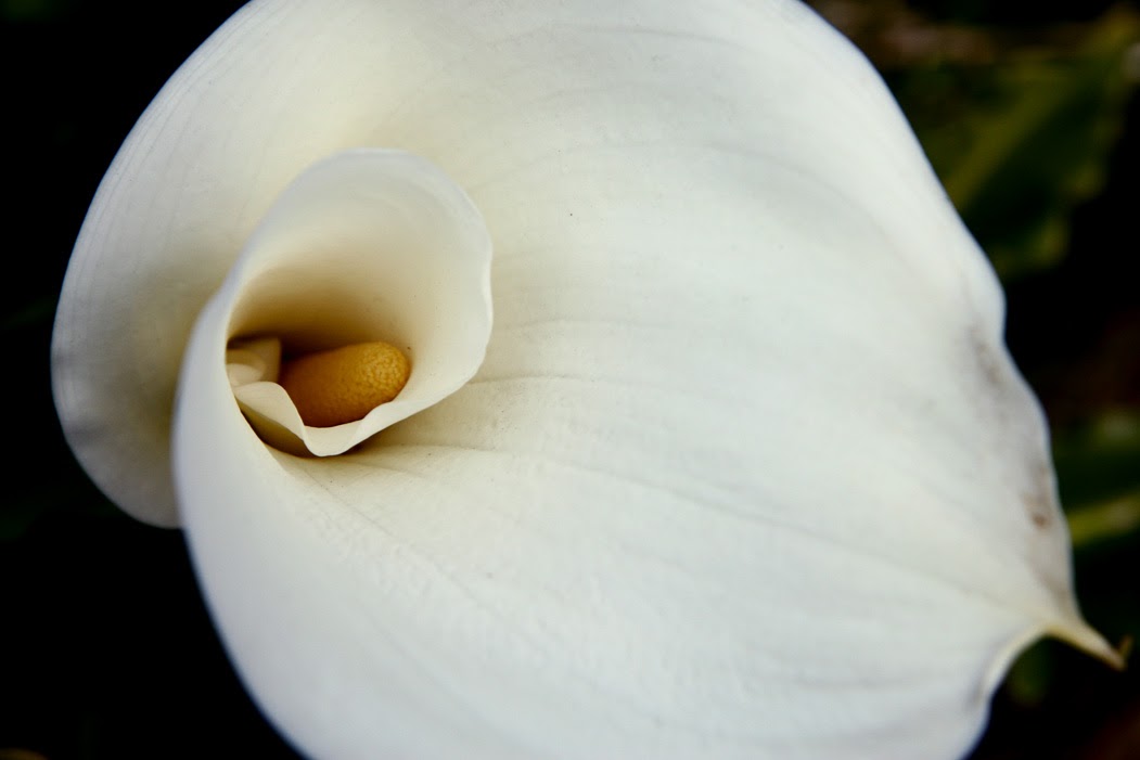 Calla lily.