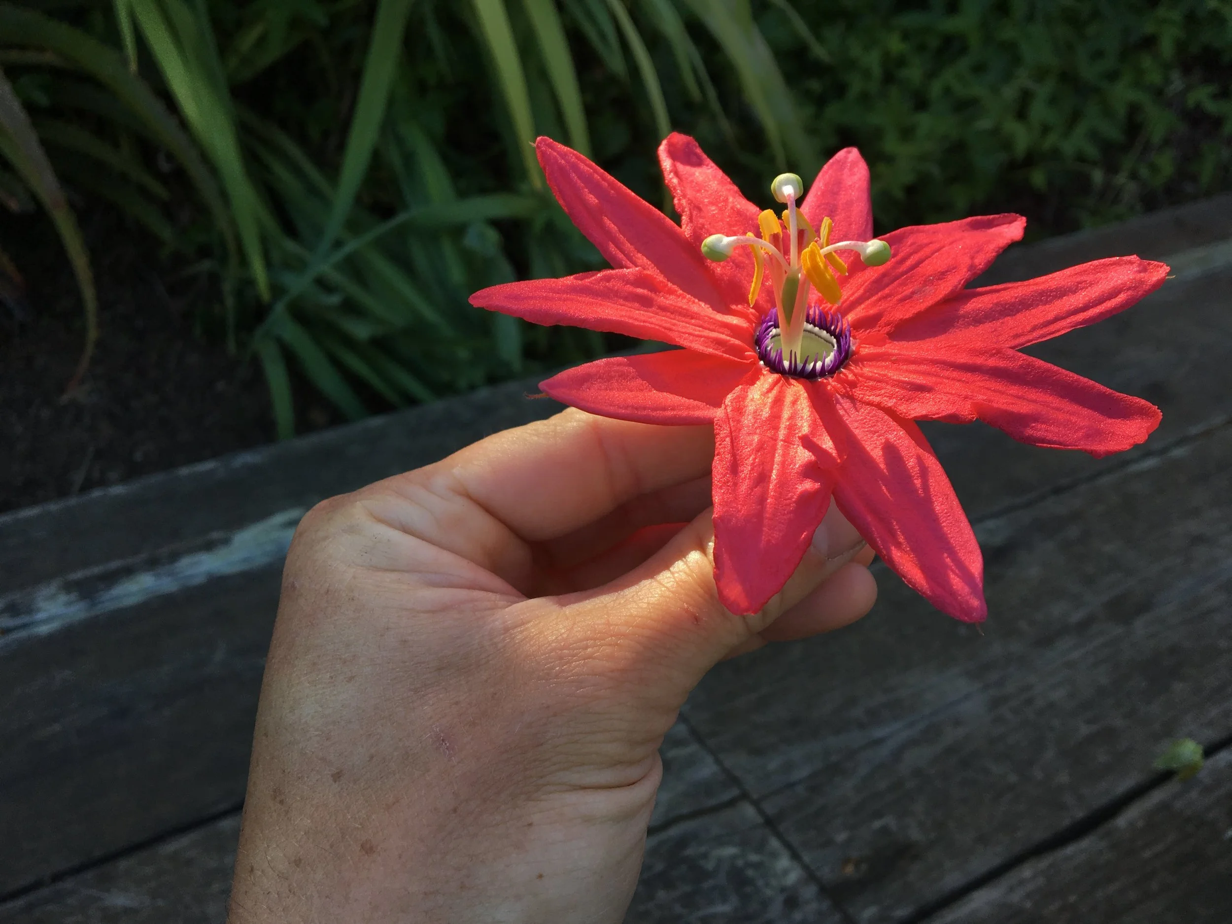 Passion flower.