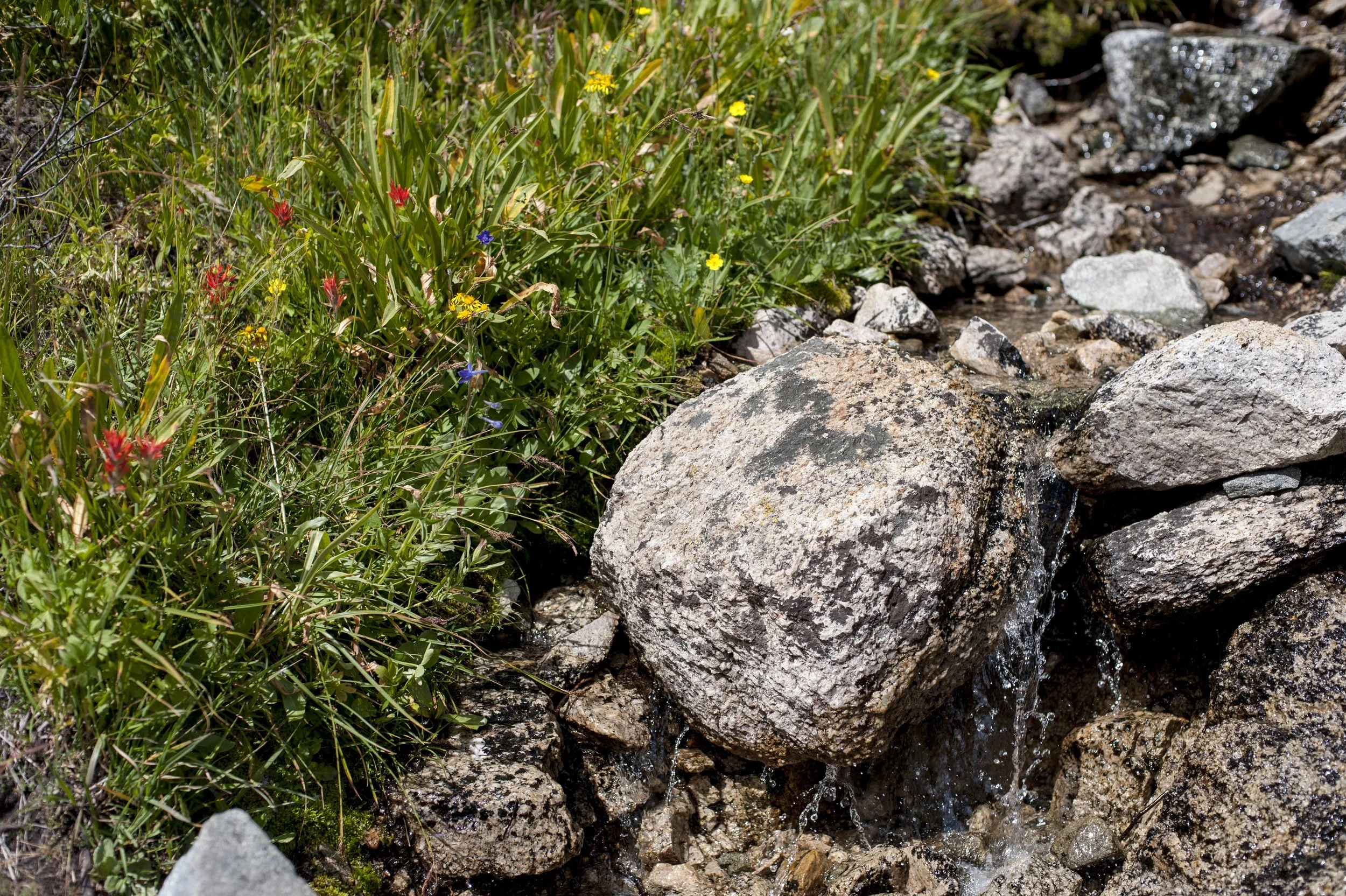 Creekside meadow in the Sierras.