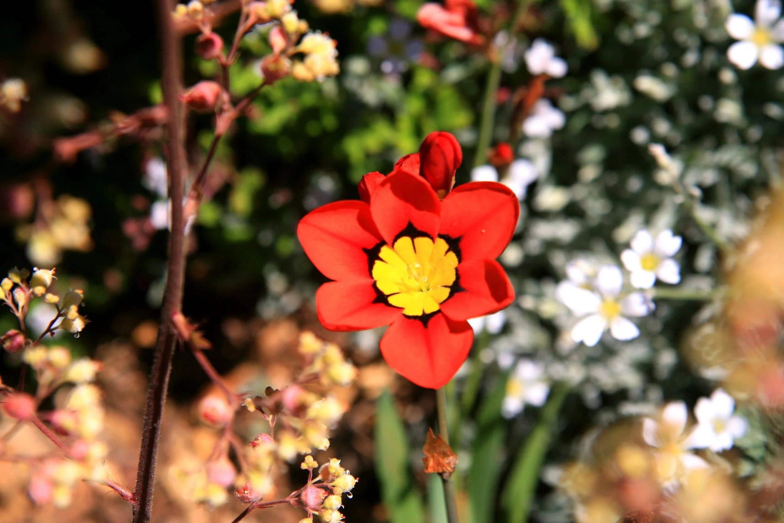 Sparaxis tricolor.
