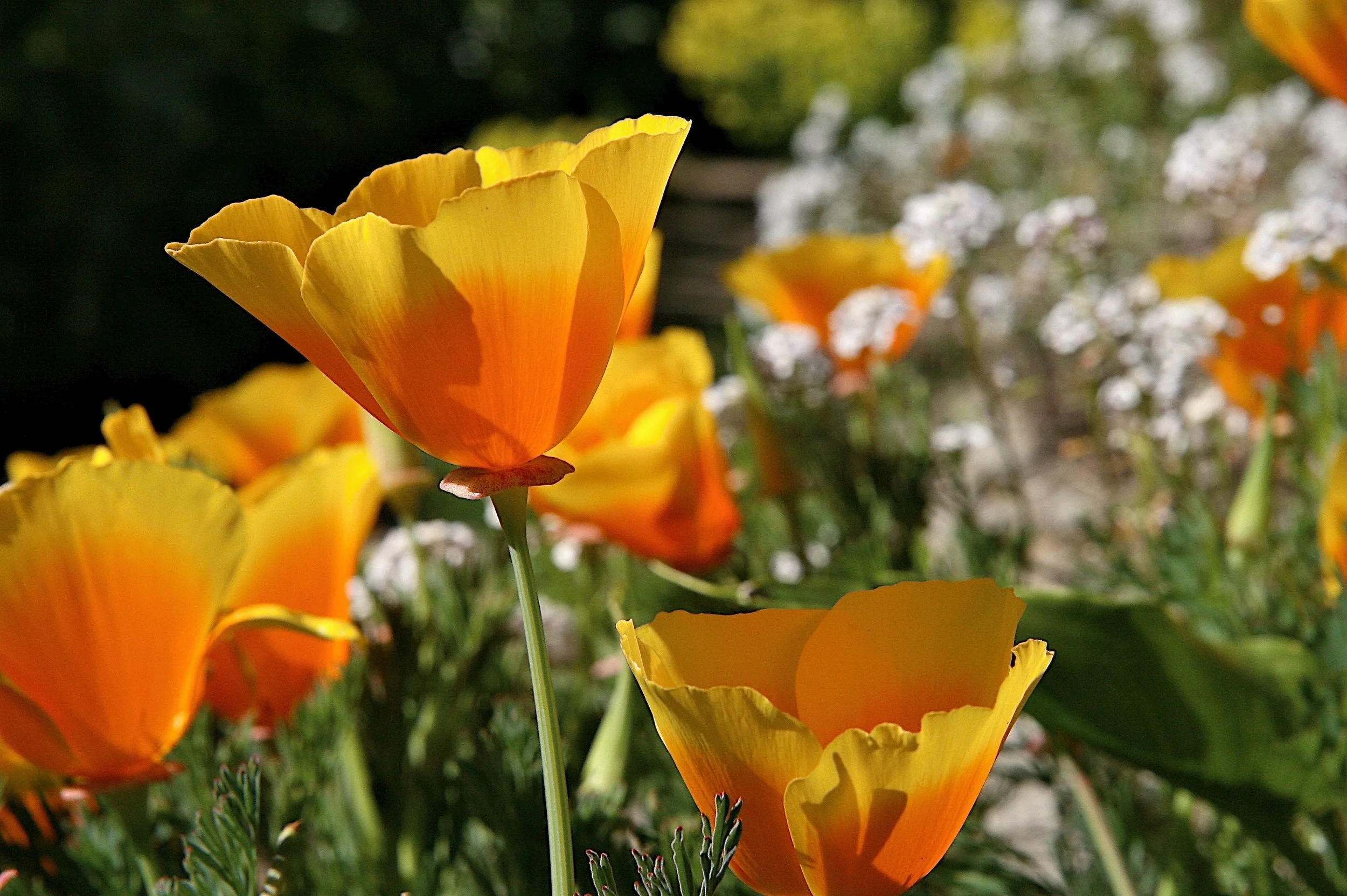 California poppy and yarrow.