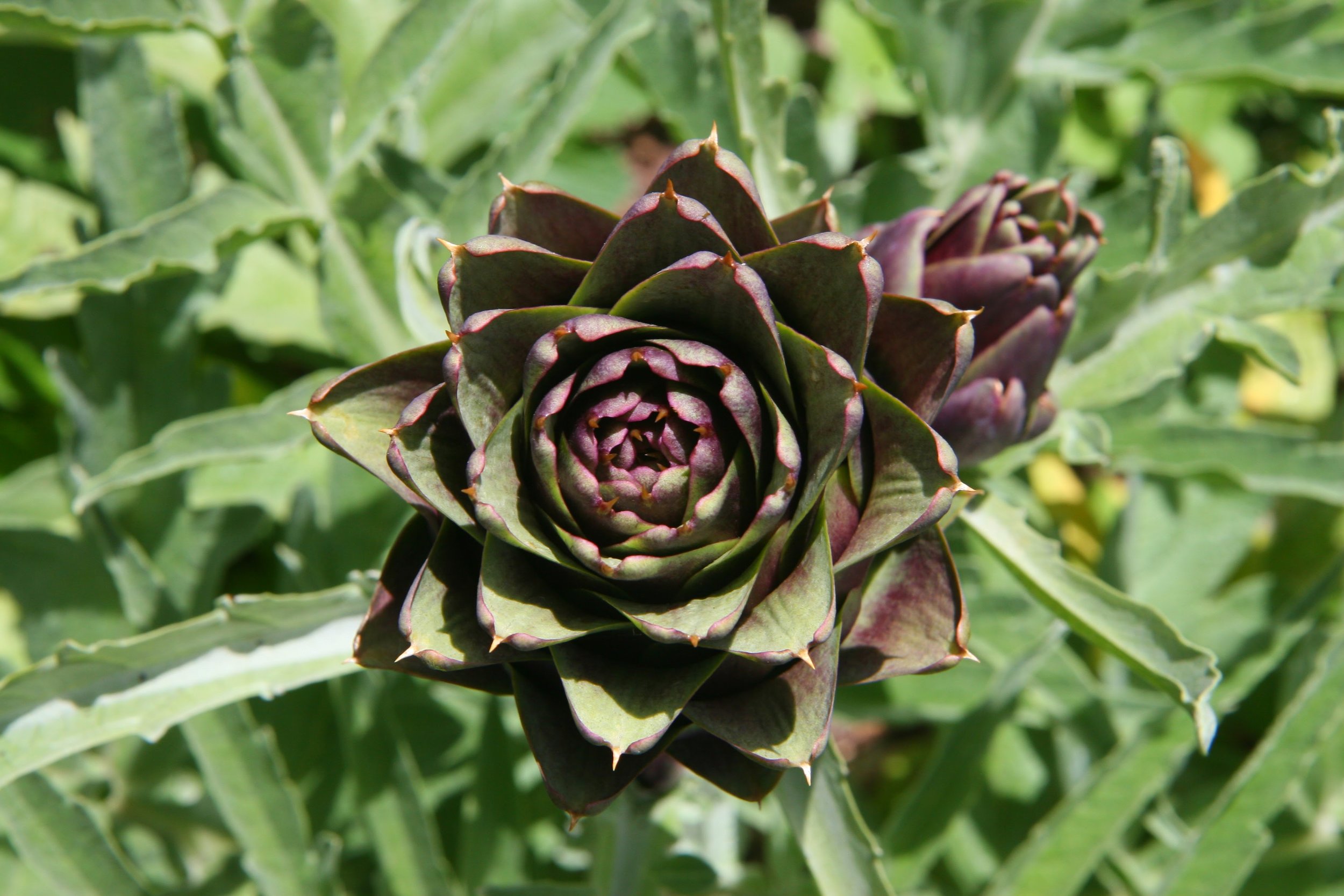 Artichoke.