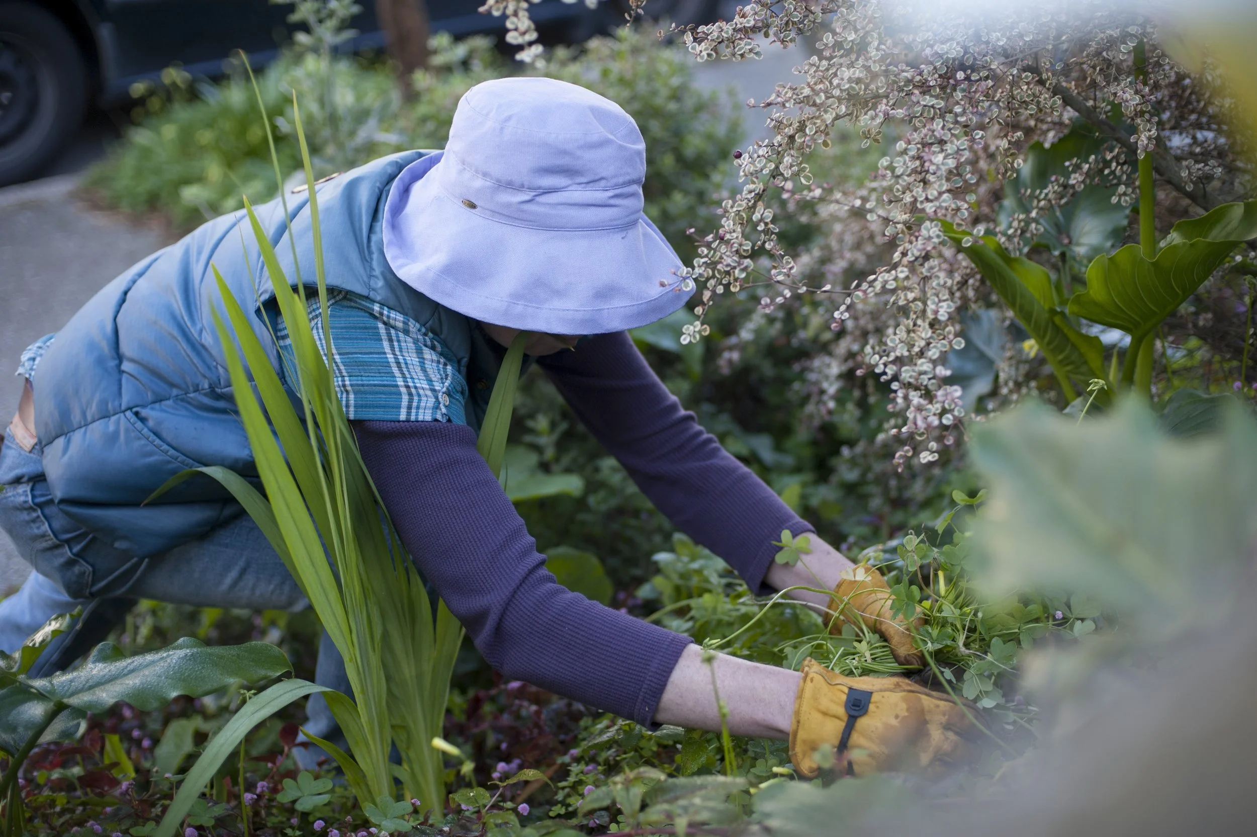 Hilary pulling up Oxalis.