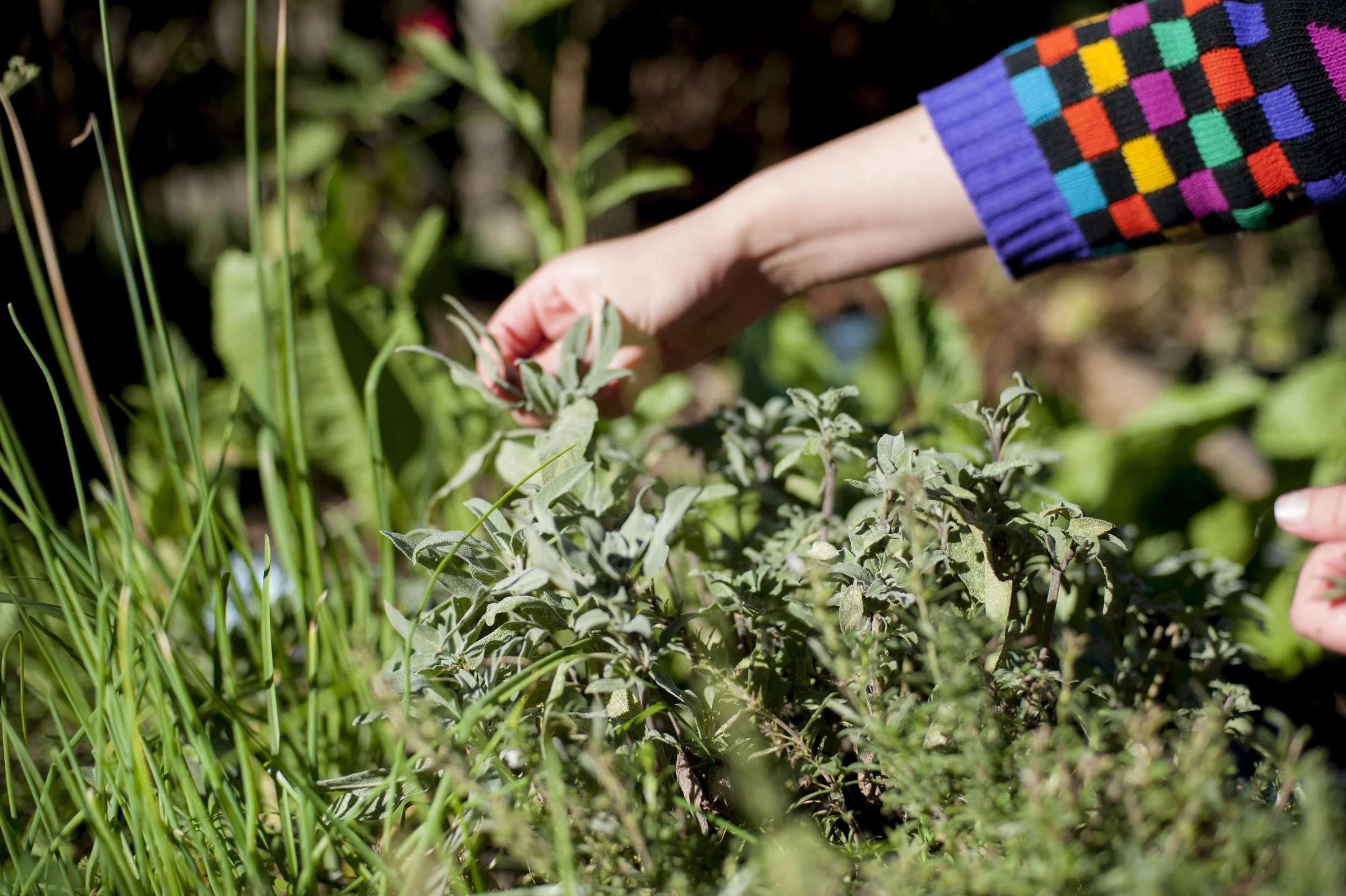 Picking fresh herbs.