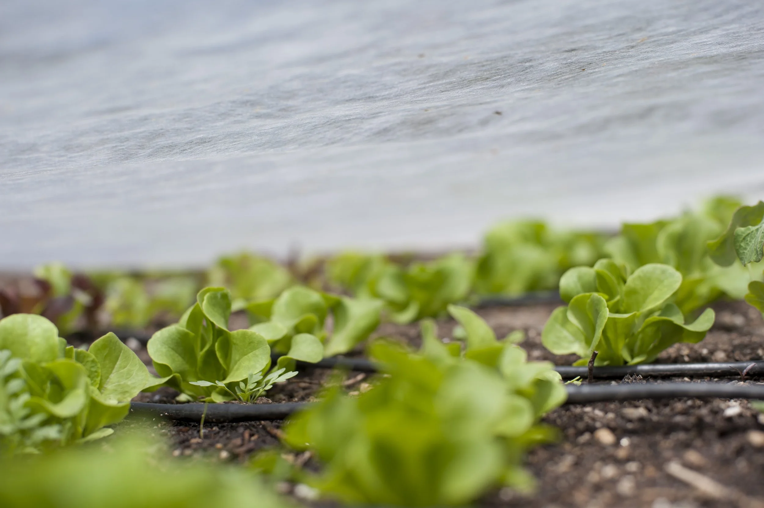 Lettuce plants protected under row cover in a raised bed.