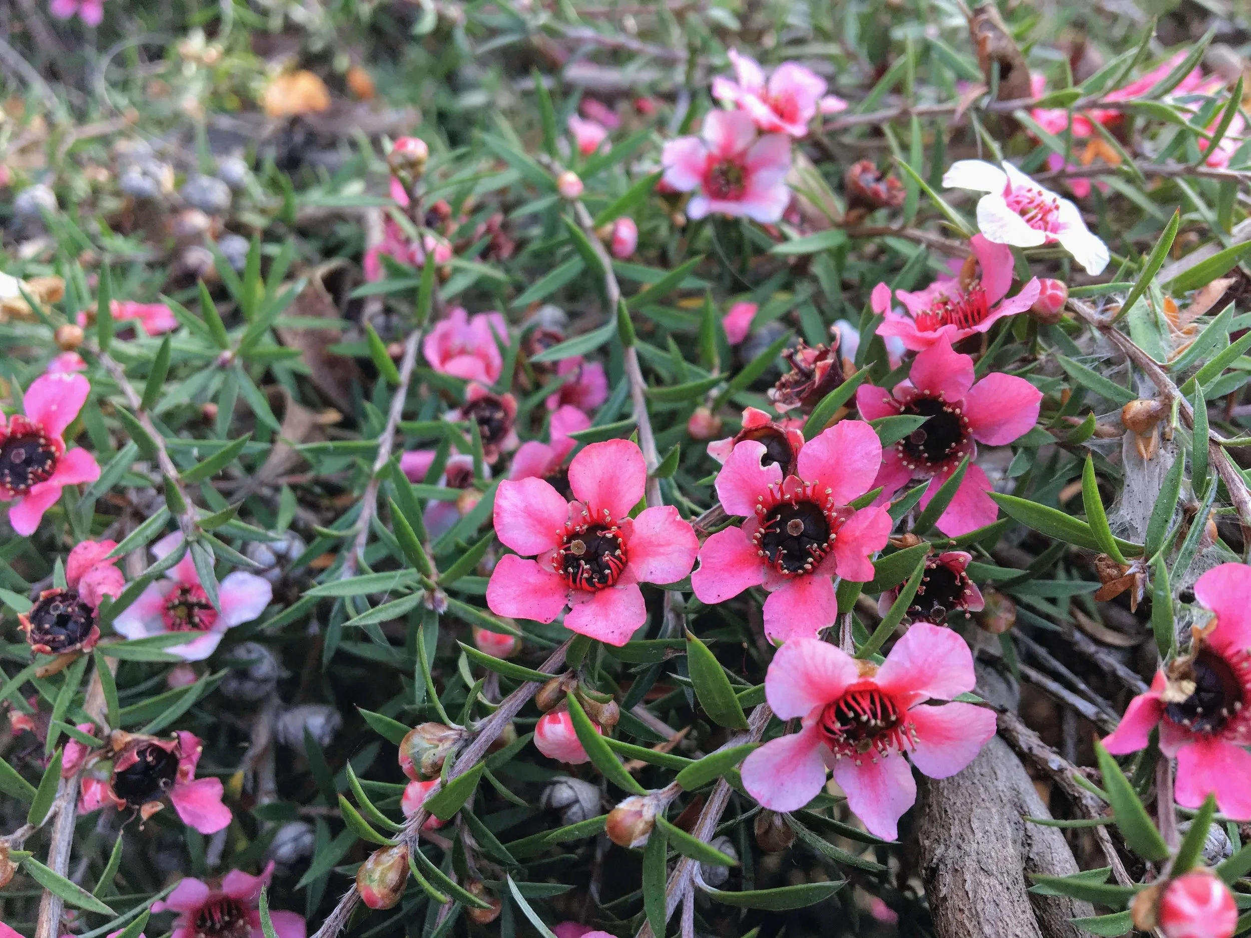 New Zealand tea tree in bloom.