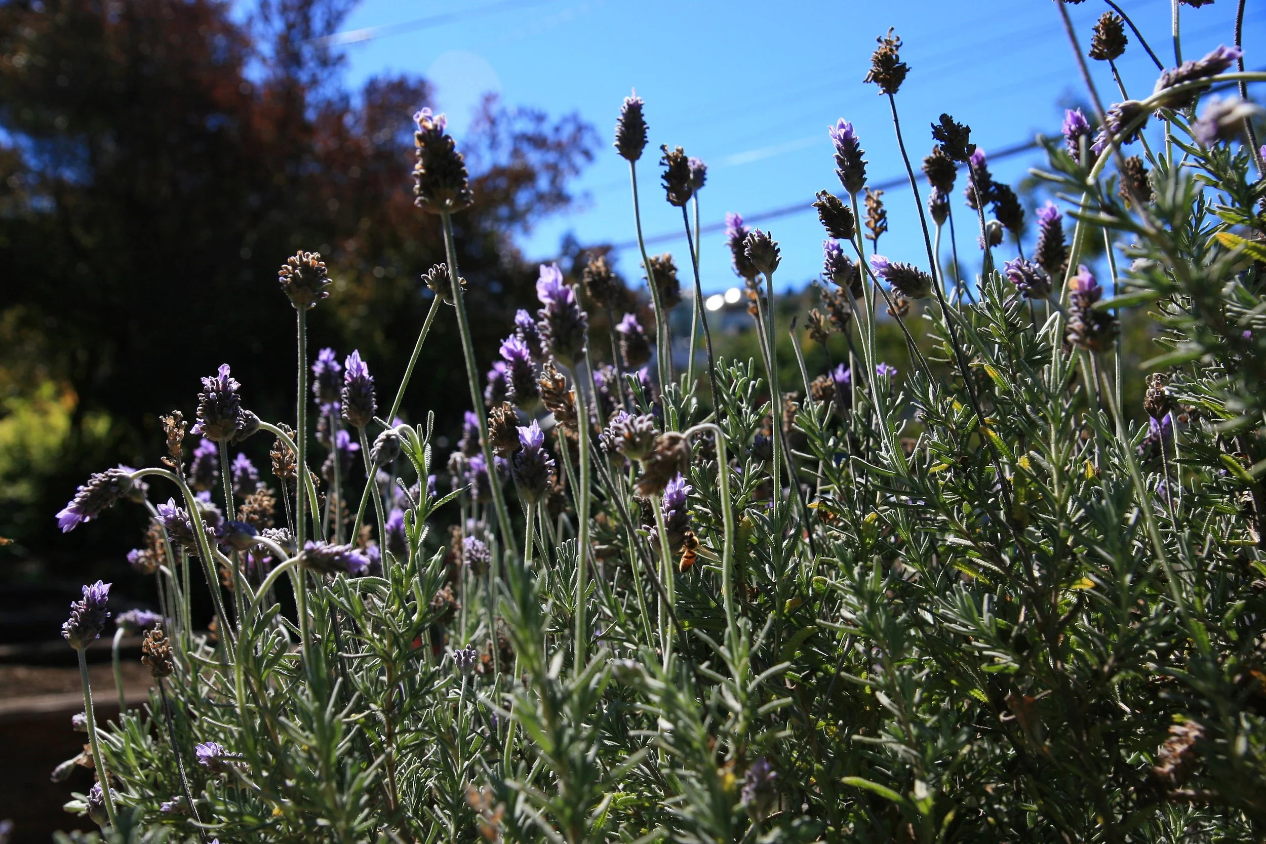 French lavender in bloom.
