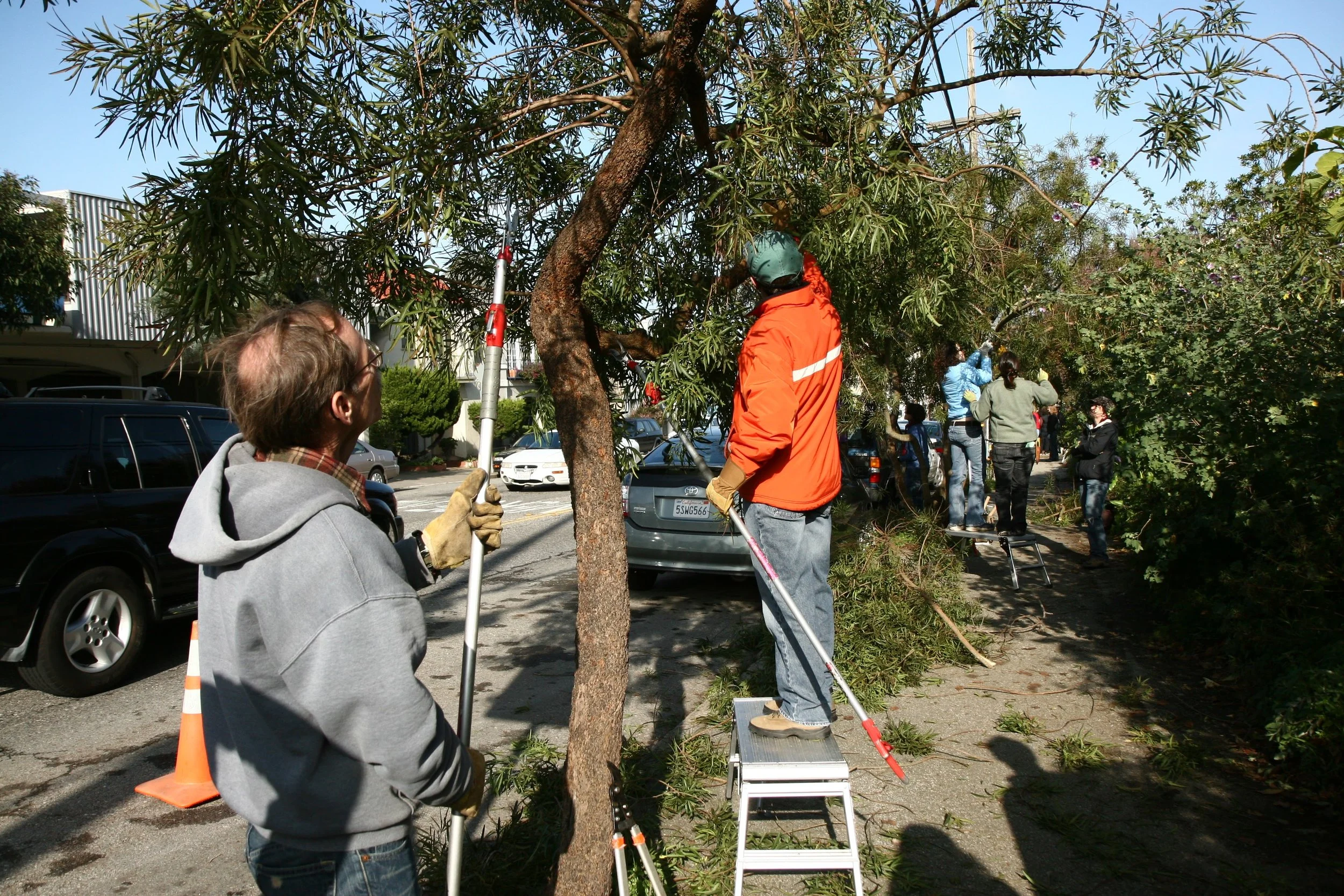Pruning back the sidewalk trees.