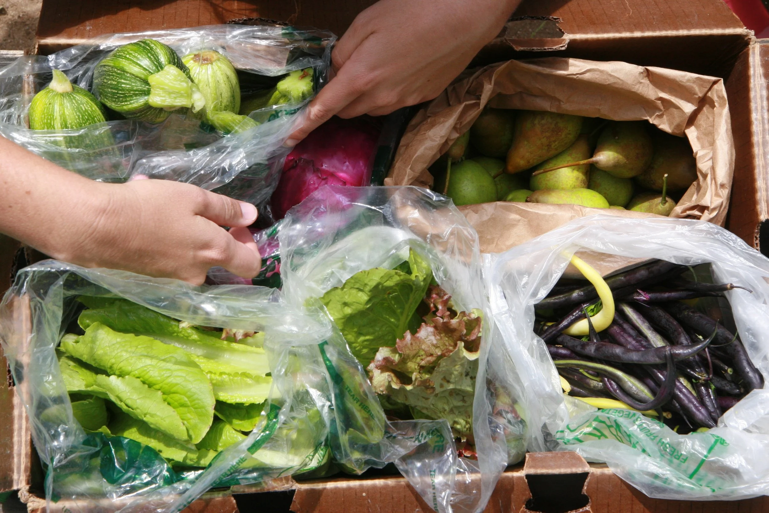 Produce in the harvest box.